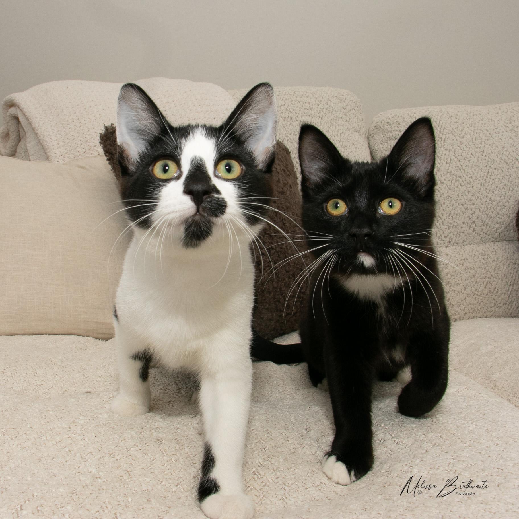 Seth, a Adoptable Tuxedo in Calgary, AB image 5/5