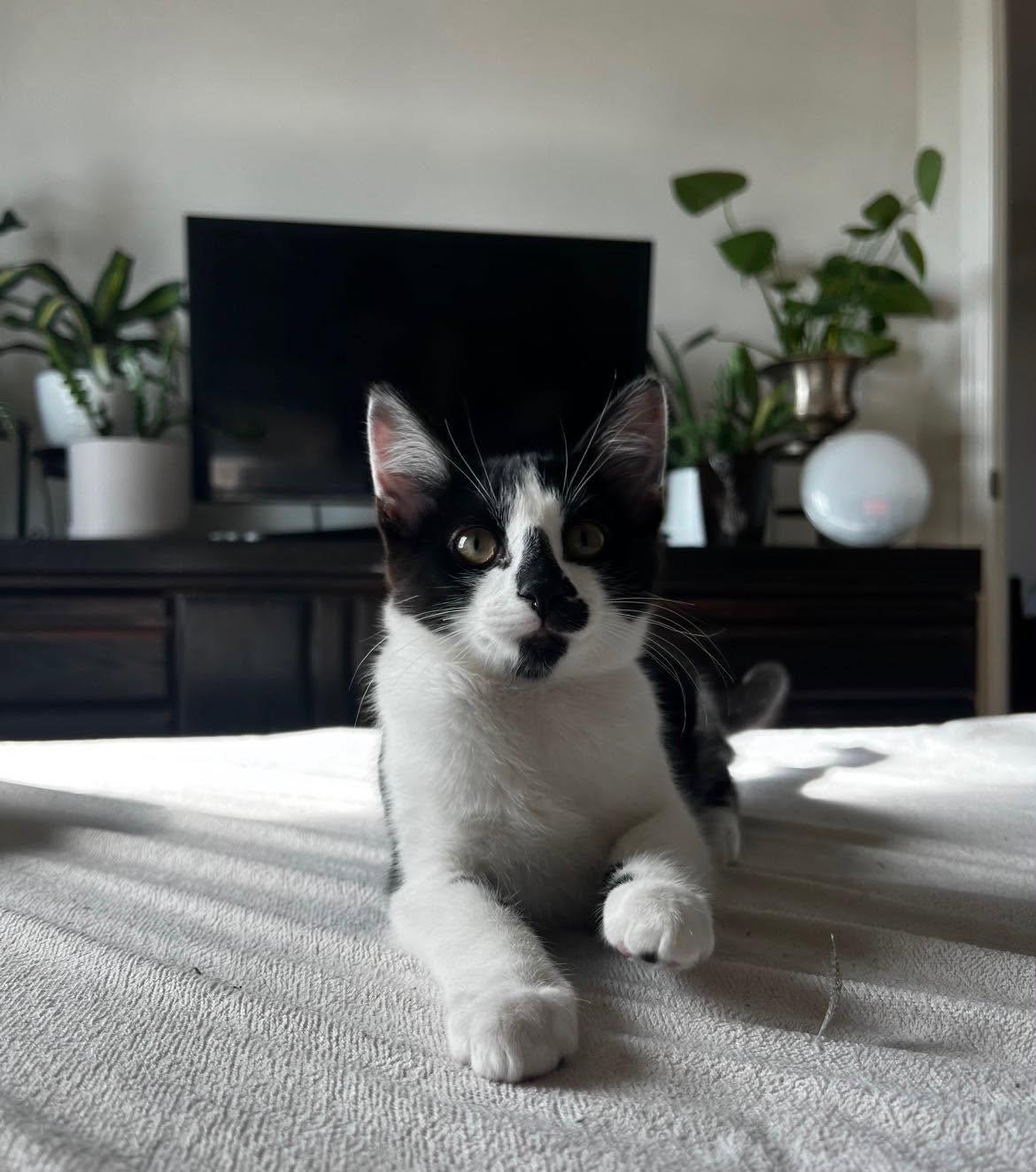 Seth, Adoptable, Kitten Male Tuxedo.
