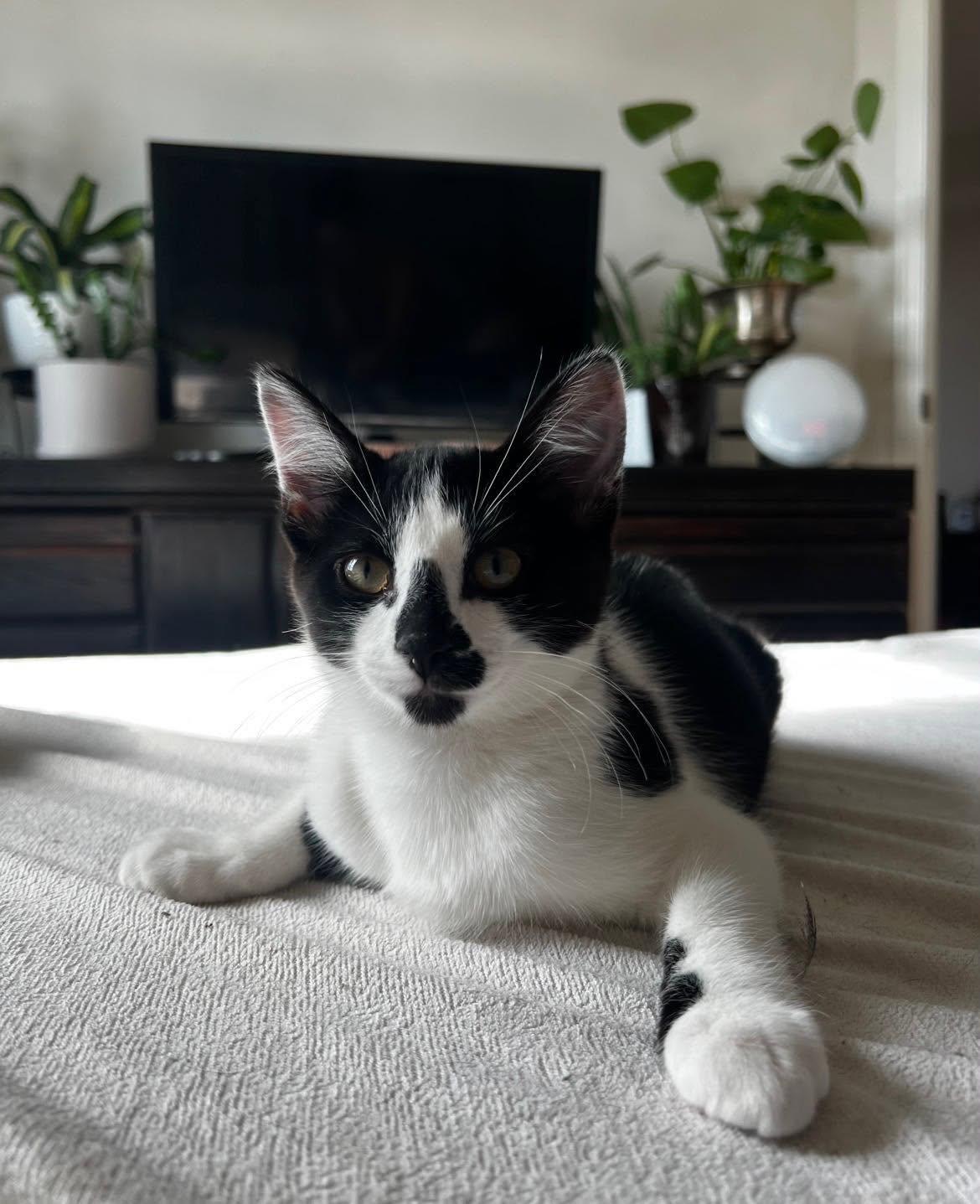 Enlarge Seth, a Adoptable Tuxedo in Calgary, AB image 2/5