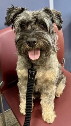 Enlarge Hypoallergenic Mini Schnauzer Girl Pup Twinkles , an adopted Miniature Schnauzer in Boca Raton, FL image 6/6