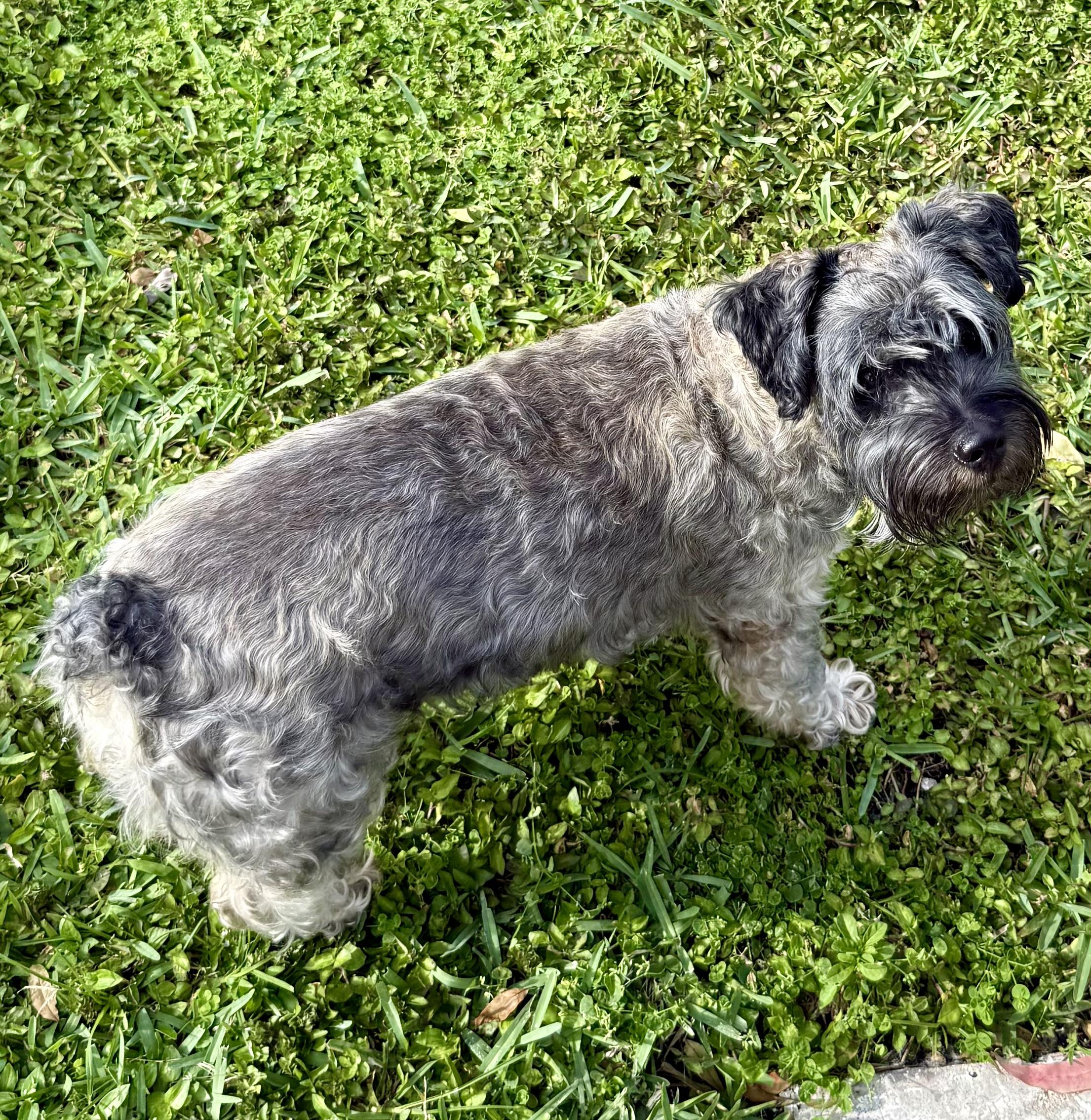 Enlarge Hypoallergenic Mini Schnauzer Girl Pup Twinkles , a ADOPTABLE Miniature Schnauzer in Boca Raton, FL image 3/6