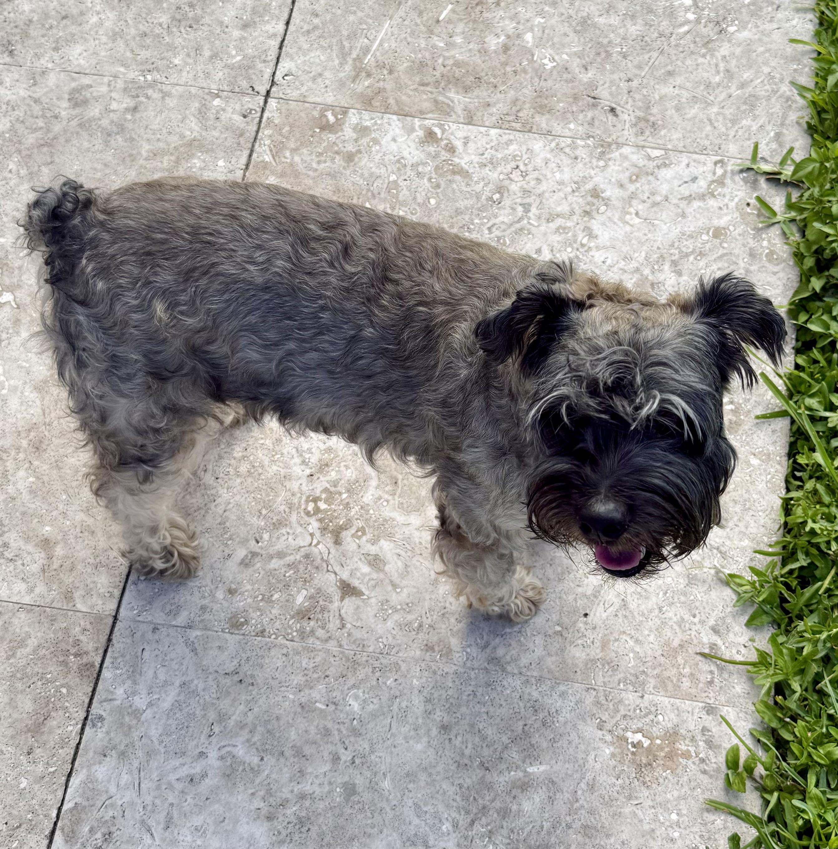 Enlarge Hypoallergenic Mini Schnauzer Girl Pup Twinkles , a ADOPTABLE Miniature Schnauzer in Boca Raton, FL image 5/6