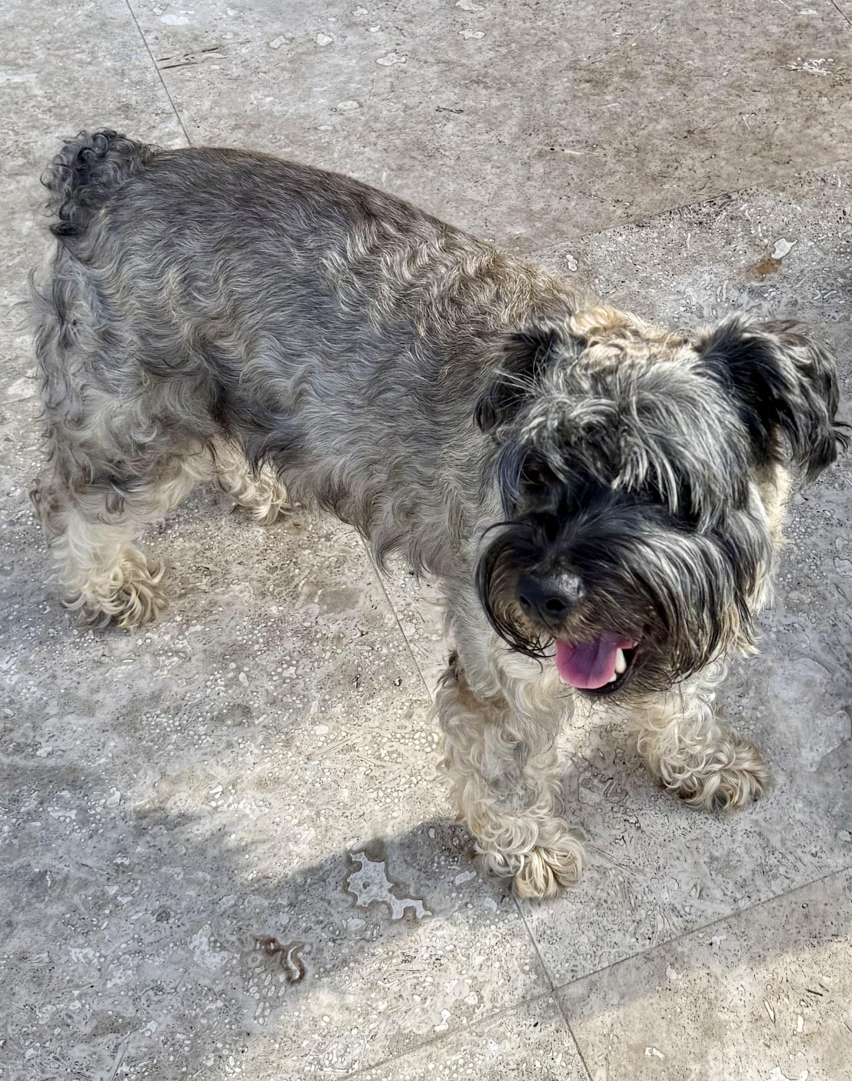 Enlarge Hypoallergenic Mini Schnauzer Girl Pup Twinkles , a ADOPTABLE Miniature Schnauzer in Boca Raton, FL image 4/6