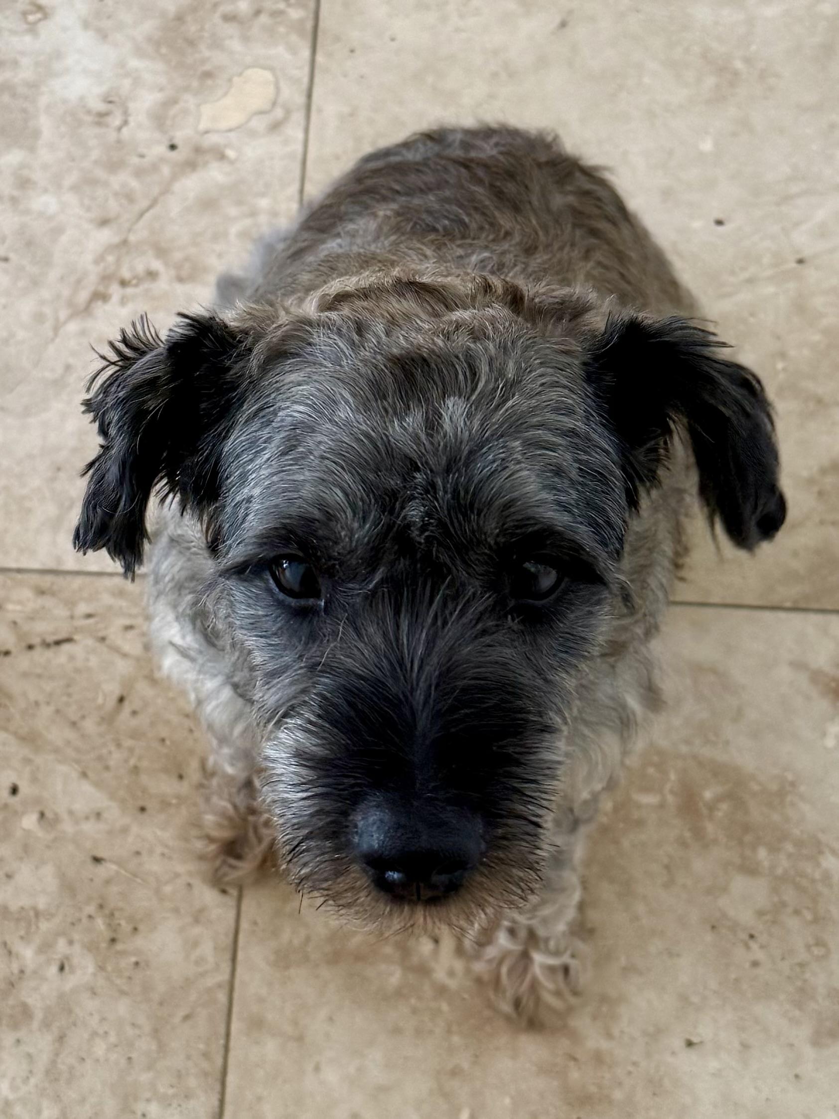 Enlarge Hypoallergenic Mini Schnauzer Girl Pup Twinkles , an adopted Miniature Schnauzer in Boca Raton, FL image 4/6