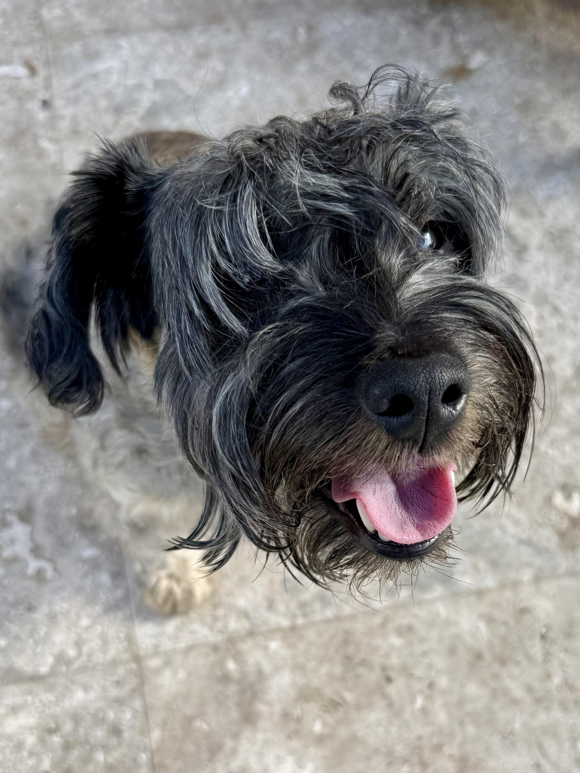 Enlarge Hypoallergenic Mini Schnauzer Girl Pup Twinkles , a ADOPTABLE Miniature Schnauzer in Boca Raton, FL image 2/6