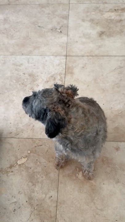 Enlarge Hypoallergenic Mini Schnauzer Girl Pup Twinkles , an adopted Miniature Schnauzer in Boca Raton, FL video 5/6
