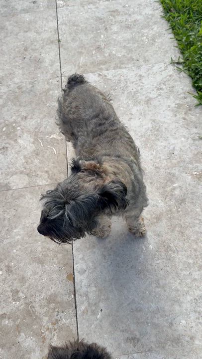 Enlarge Hypoallergenic Mini Schnauzer Girl Pup Twinkles , a ADOPTABLE Miniature Schnauzer in Boca Raton, FL video 6/6