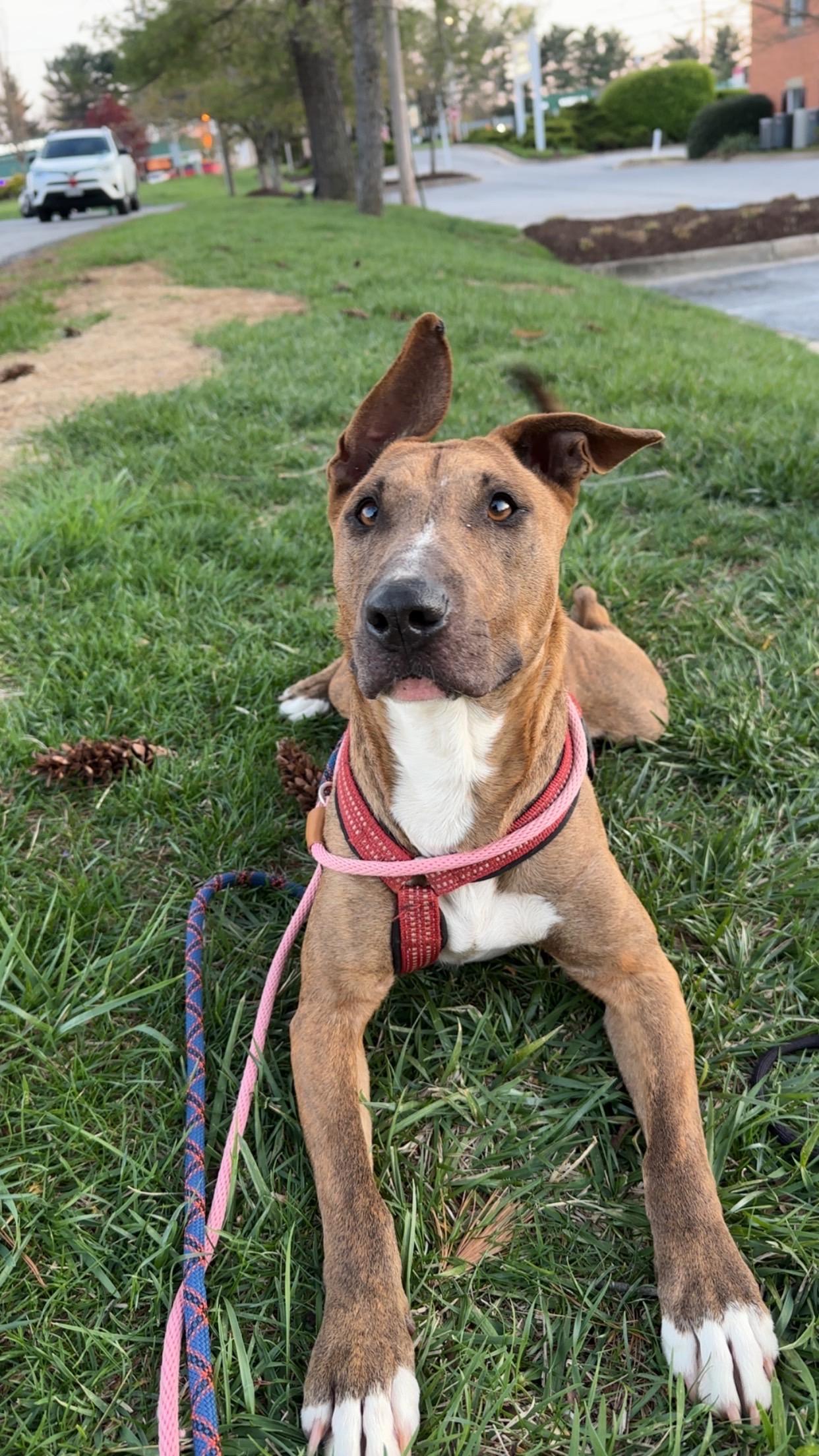 Lollie, ADOPTABLE, Adult Female Bull Terrier.