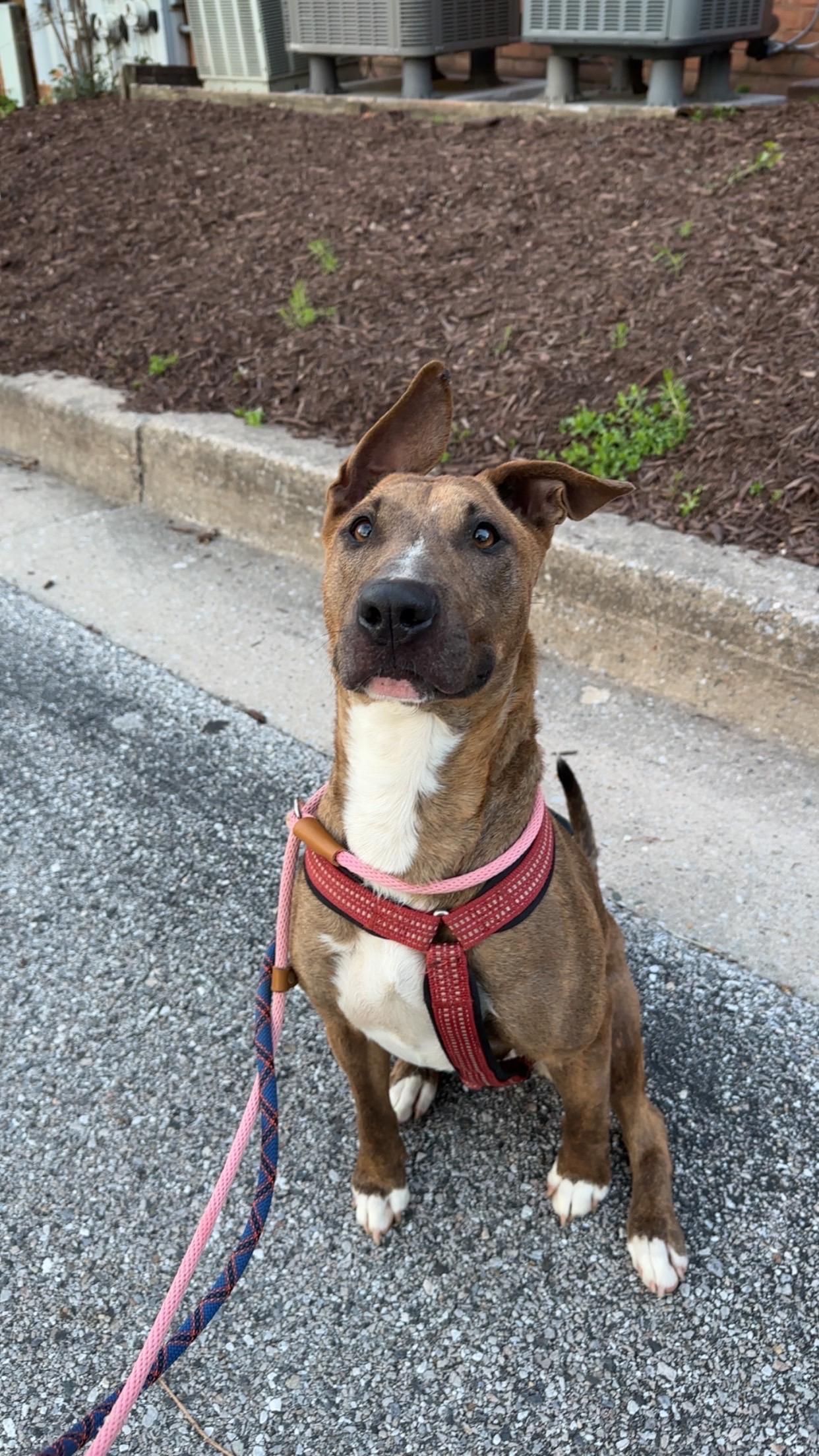 Lollie, a ADOPTABLE Bull Terrier in Ellicott City, MD image 2/5
