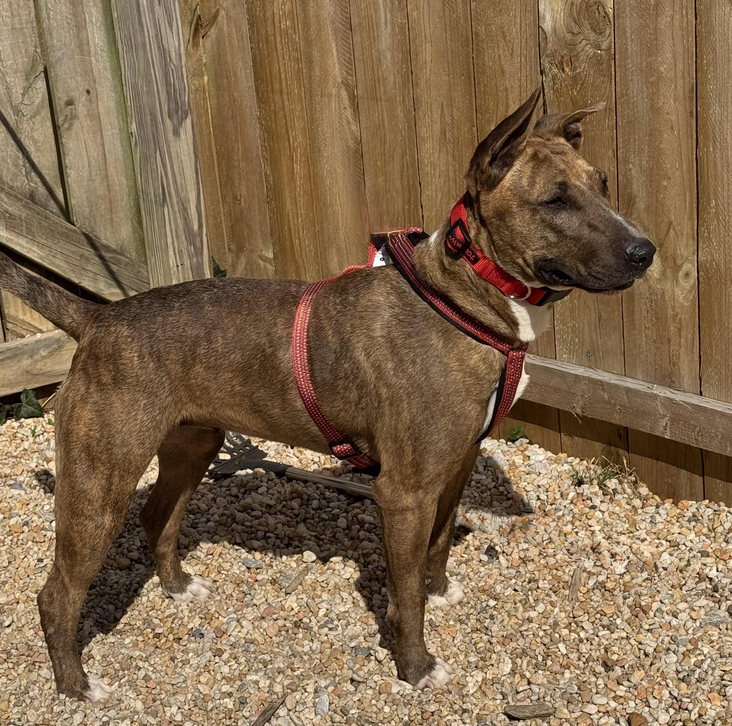 Lollie, a ADOPTABLE Bull Terrier in Ellicott City, MD image 5/5