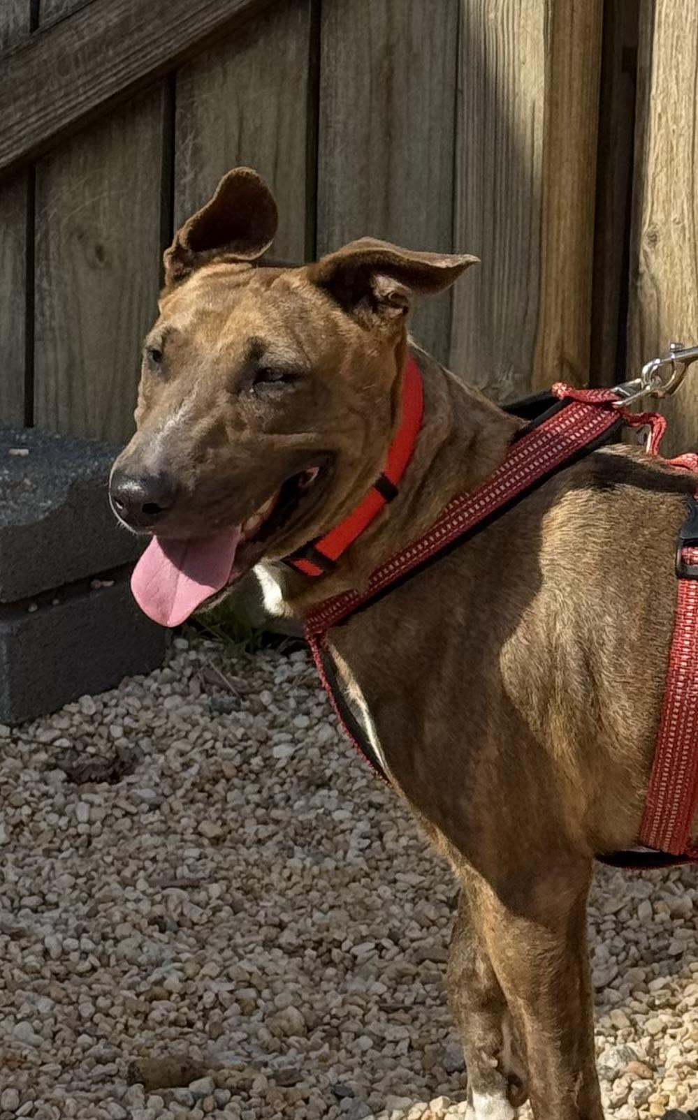 Lollie, a ADOPTABLE Bull Terrier in Ellicott City, MD image 3/5