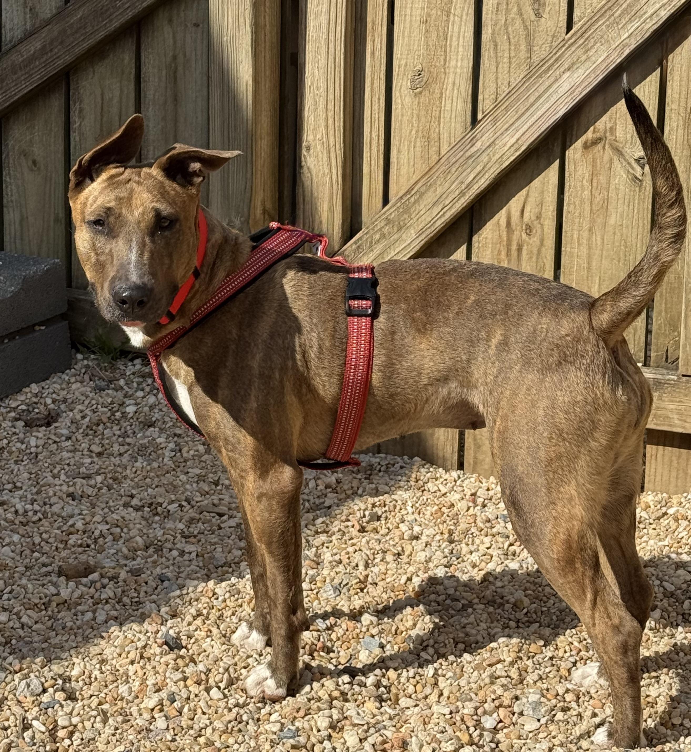 Lollie, a ADOPTABLE Bull Terrier in Ellicott City, MD image 4/5