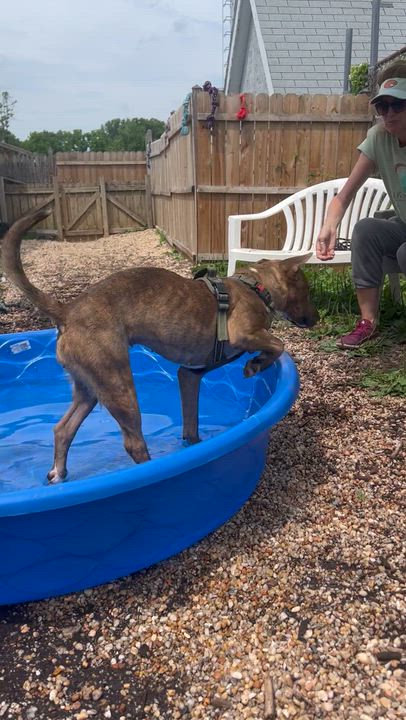 Enlarge Lollie, a ADOPTABLE Bull Terrier in Ellicott City, MD video 6/6