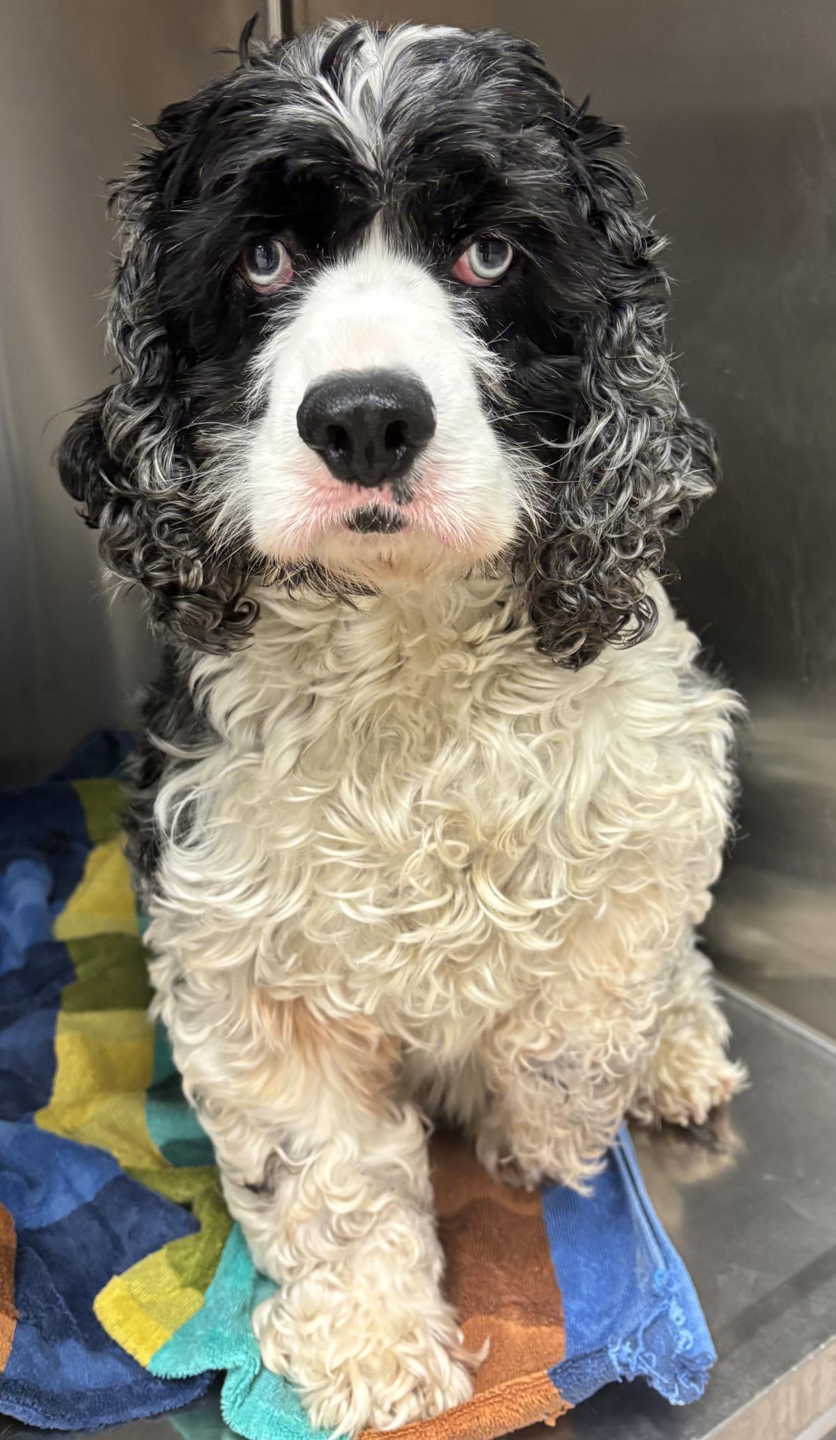 Blue, Adoptable, Adult Male Cocker Spaniel.