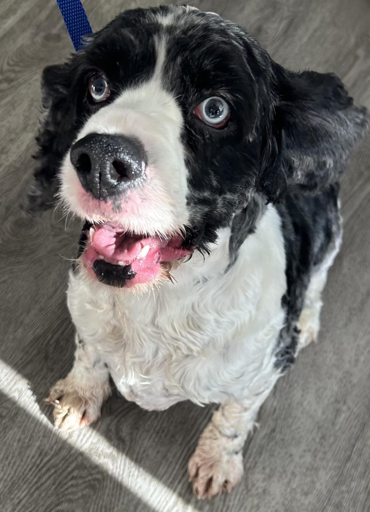 Enlarge Blue, a Adoptable Cocker Spaniel in Westminster, MD image 1/3
