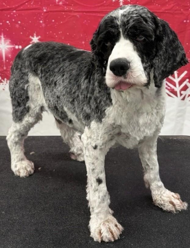 Blue, a Adoptable Cocker Spaniel in Westminster, MD image 2/3