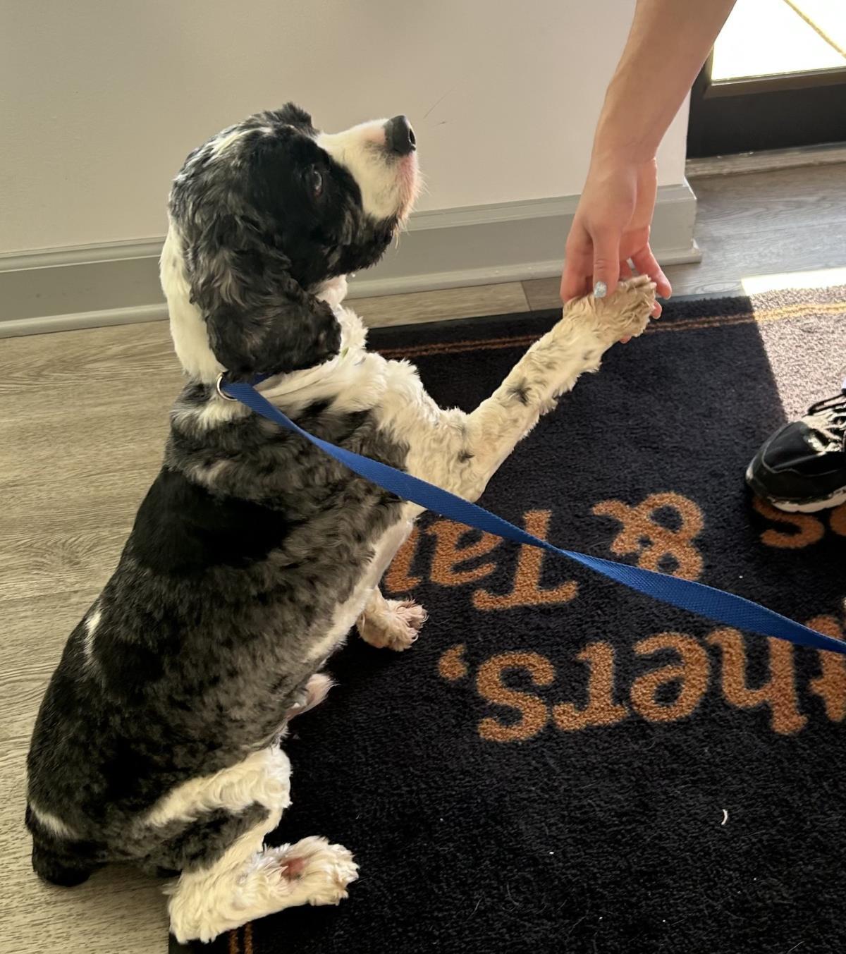 Enlarge Blue, a Adoptable Cocker Spaniel in Westminster, MD image 2/3