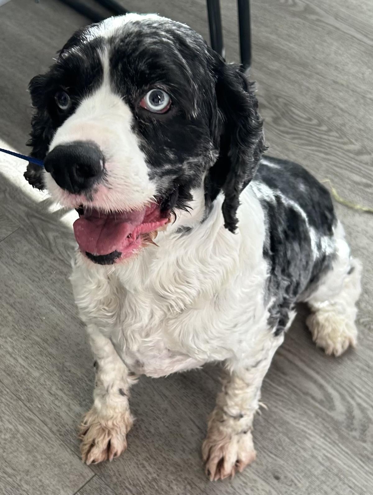 Blue, Adoptable, Adult Male Cocker Spaniel.