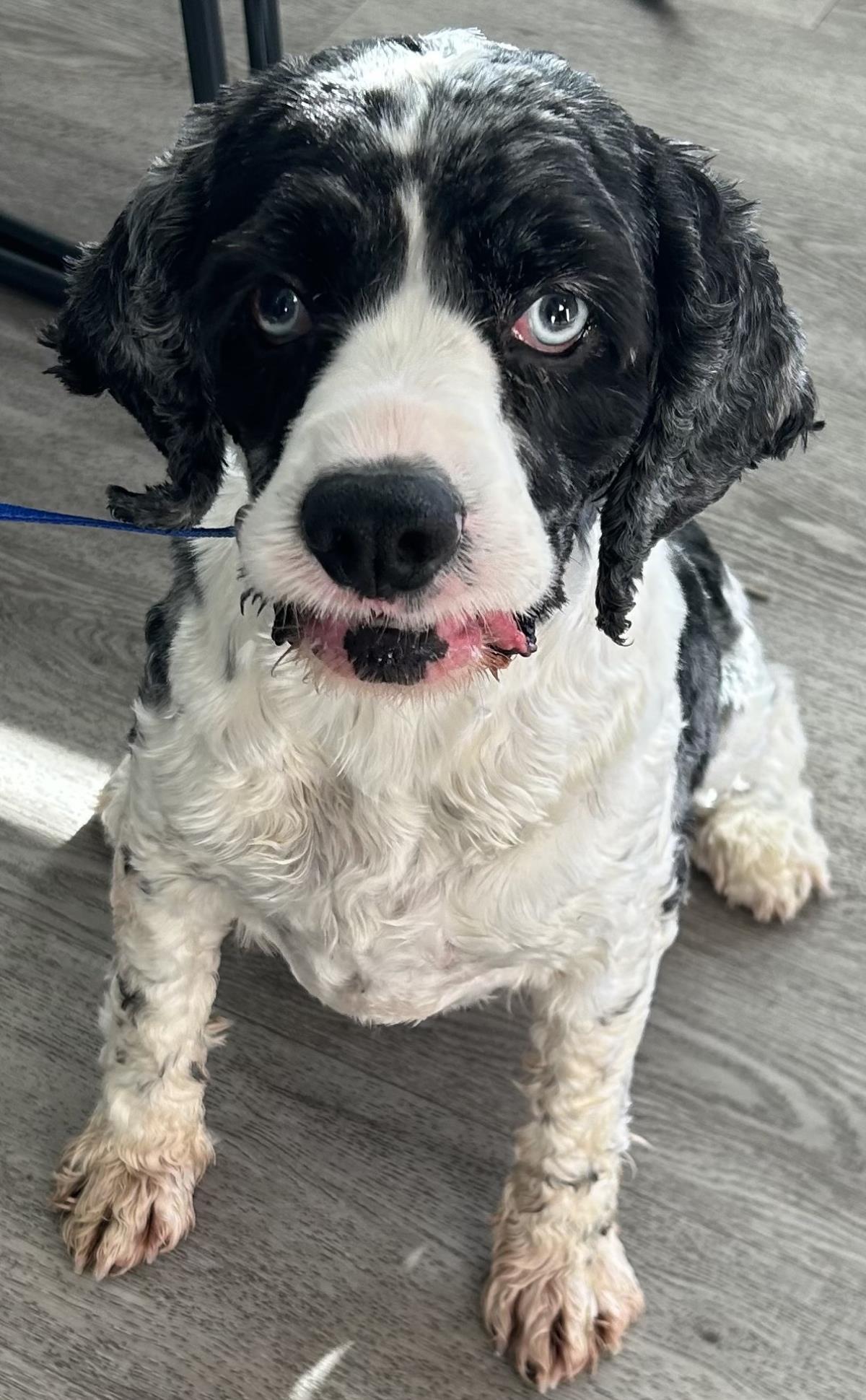 Enlarge Blue, a Adoptable Cocker Spaniel in Westminster, MD image 2/3