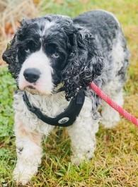 Enlarge Blue, a Adoptable Cocker Spaniel in Westminster, MD image 1/1
