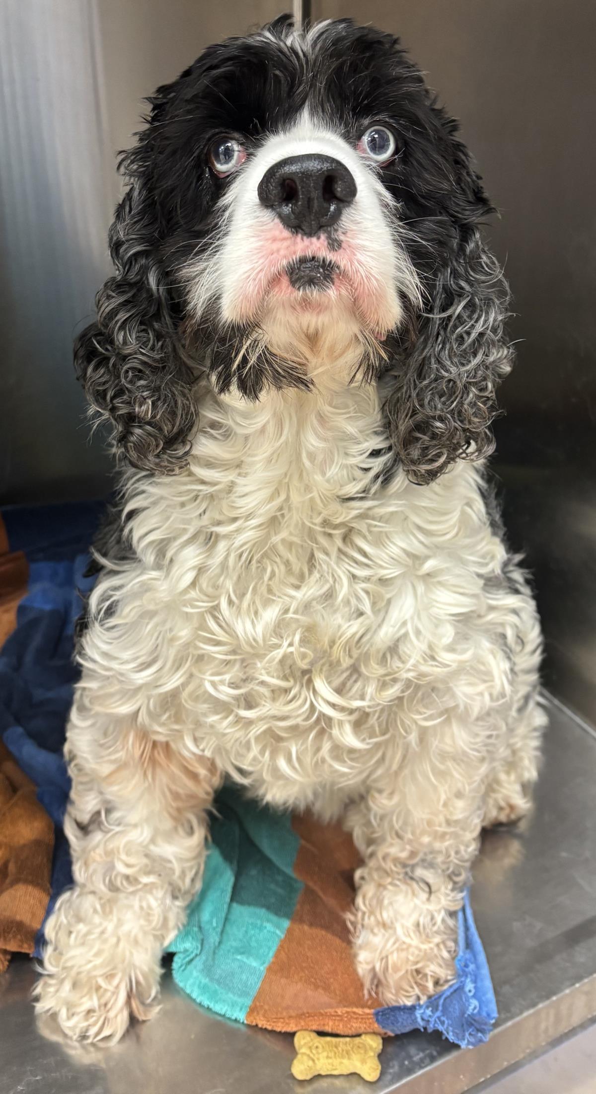 Blue, a Adoptable Cocker Spaniel in Westminster, MD image 3/3