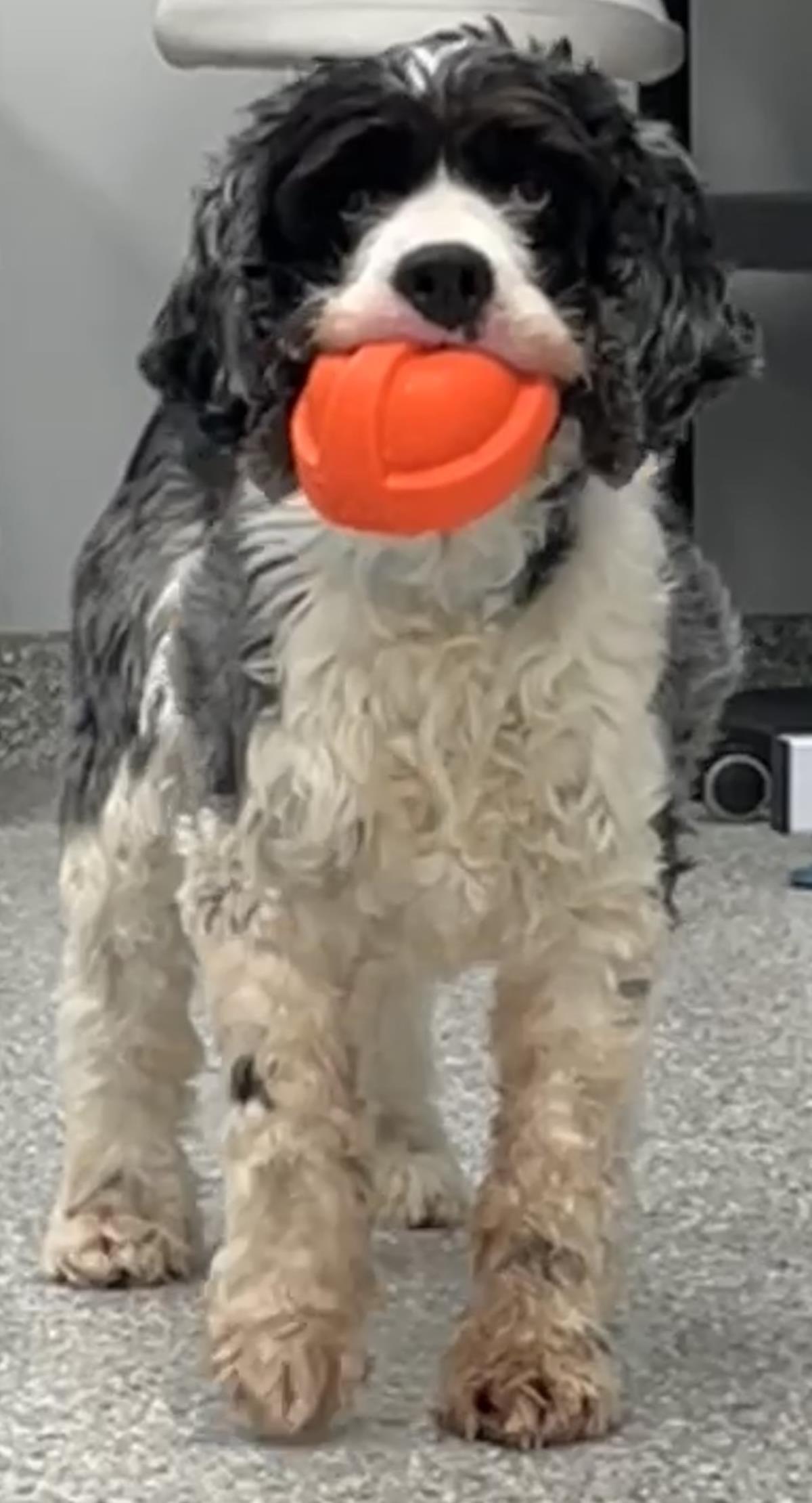 Enlarge Blue, a Adoptable Cocker Spaniel in Westminster, MD image 3/3