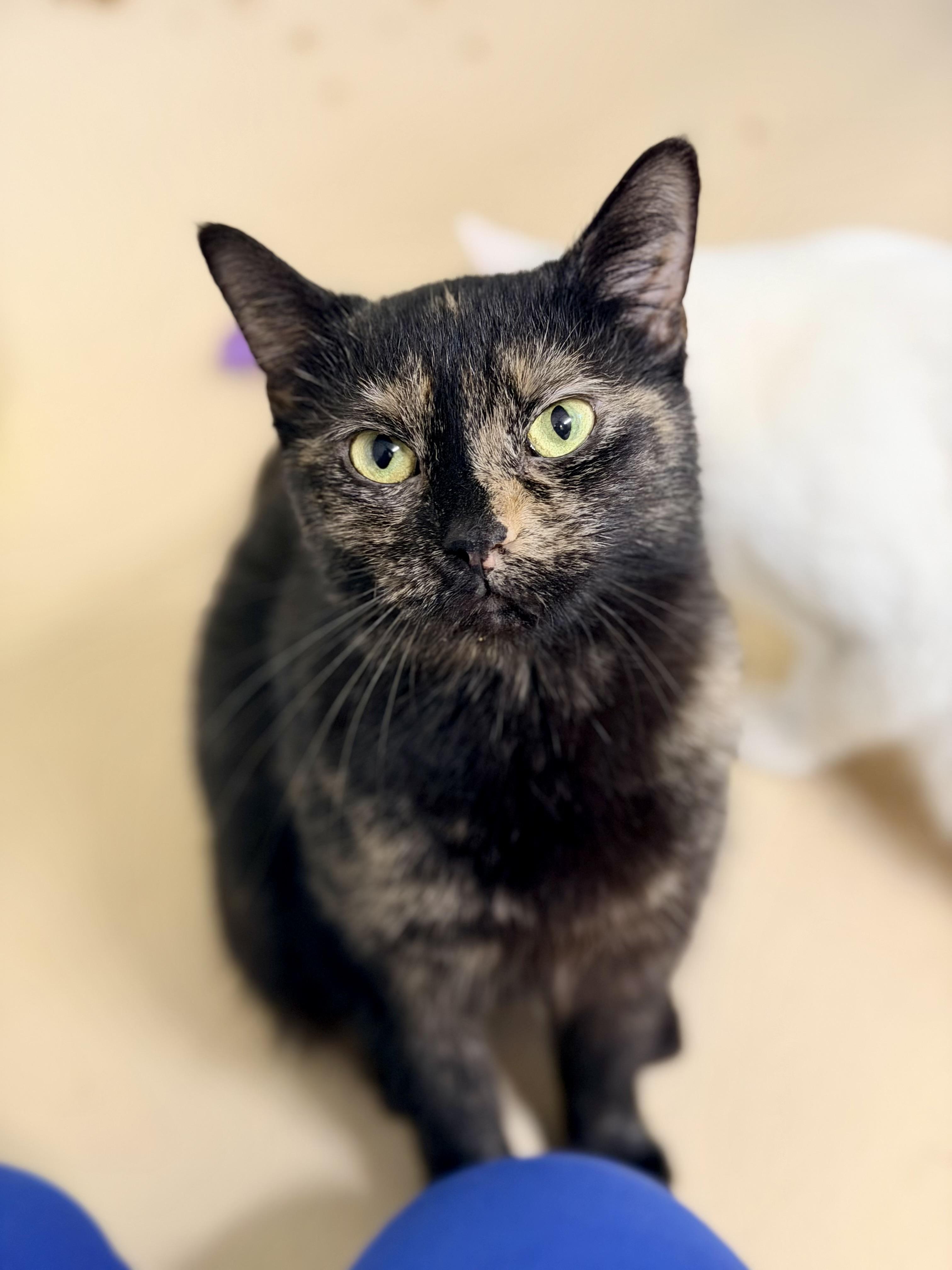 Carolina Blue — thumbnail 2