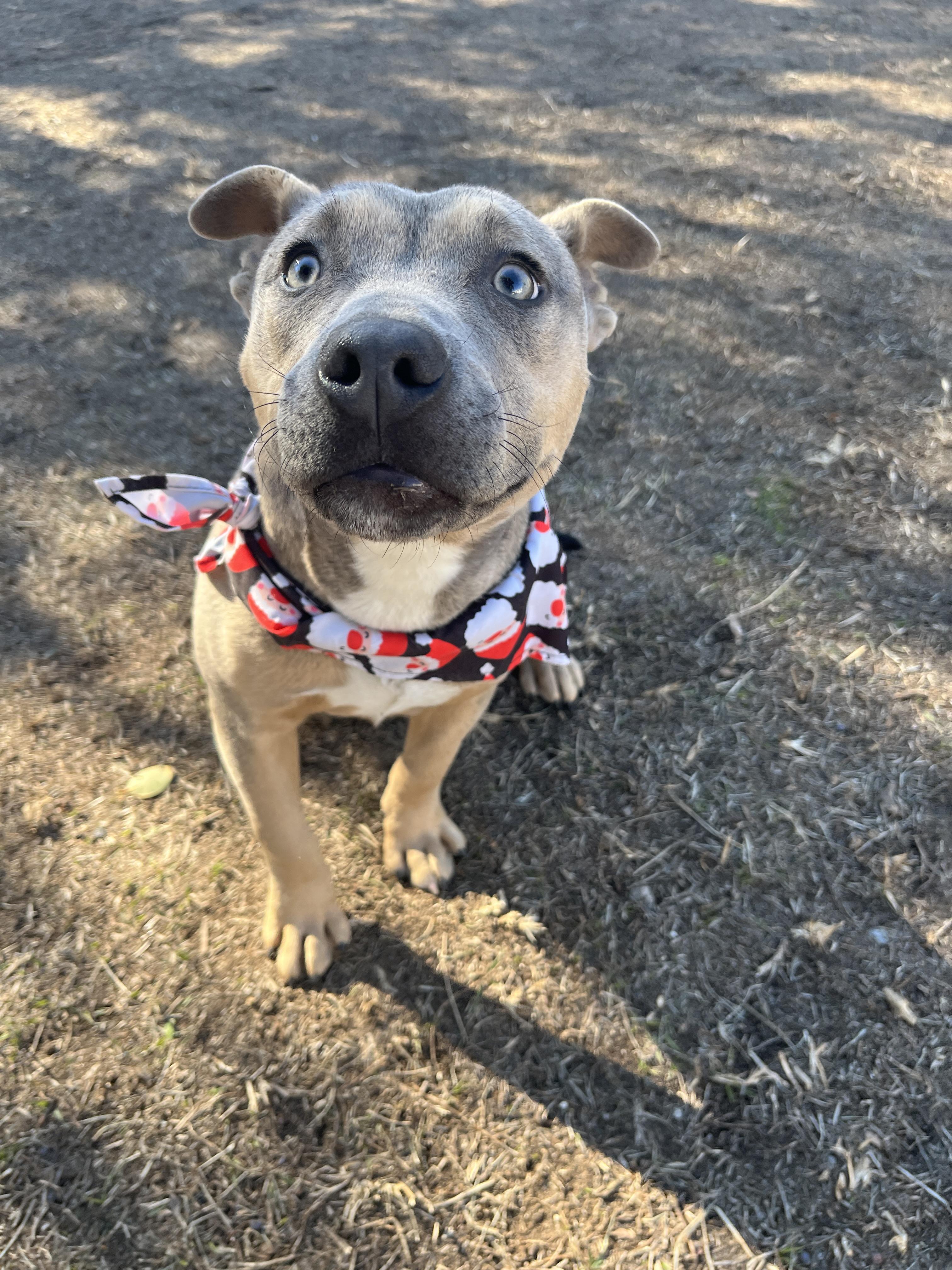 Knob, a ADOPTABLE mixed breed in St. Albans, VT image 4/4