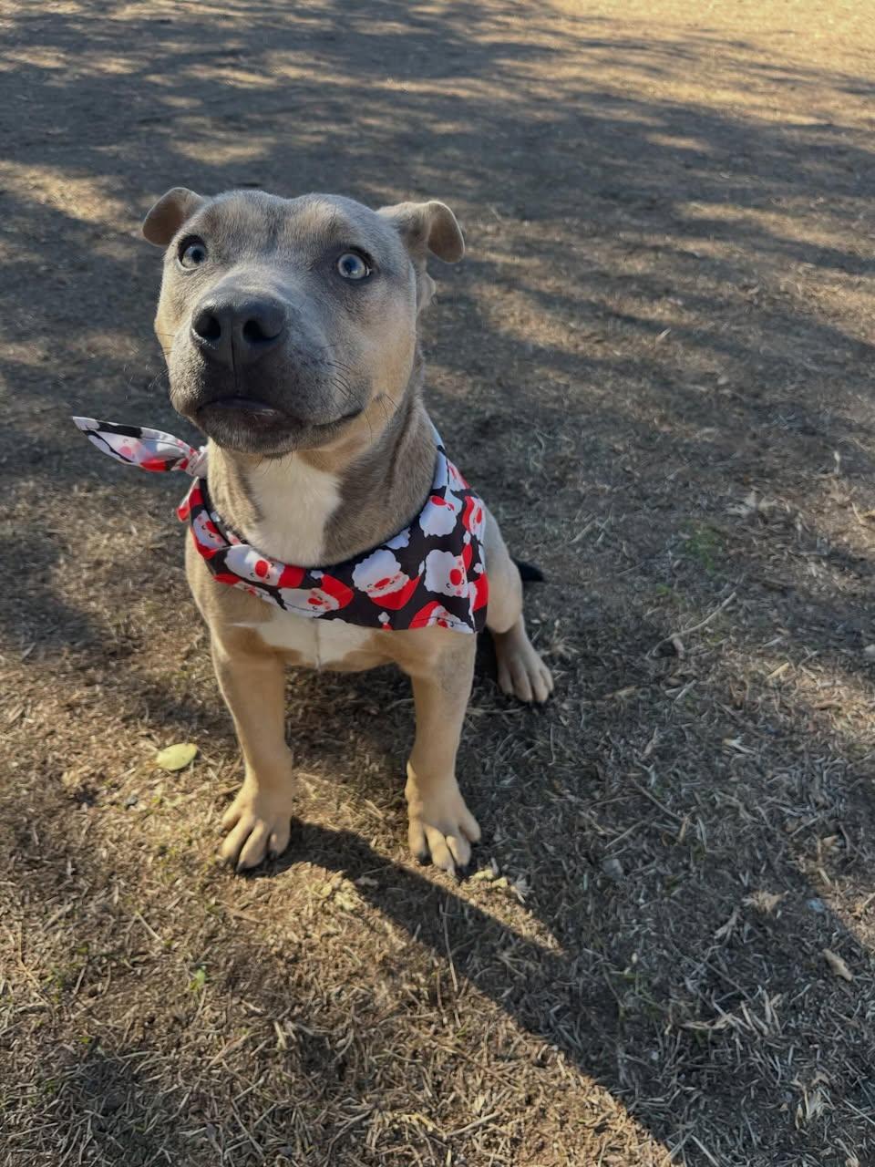 Knob, a ADOPTABLE mixed breed in St. Albans, VT image 1/4