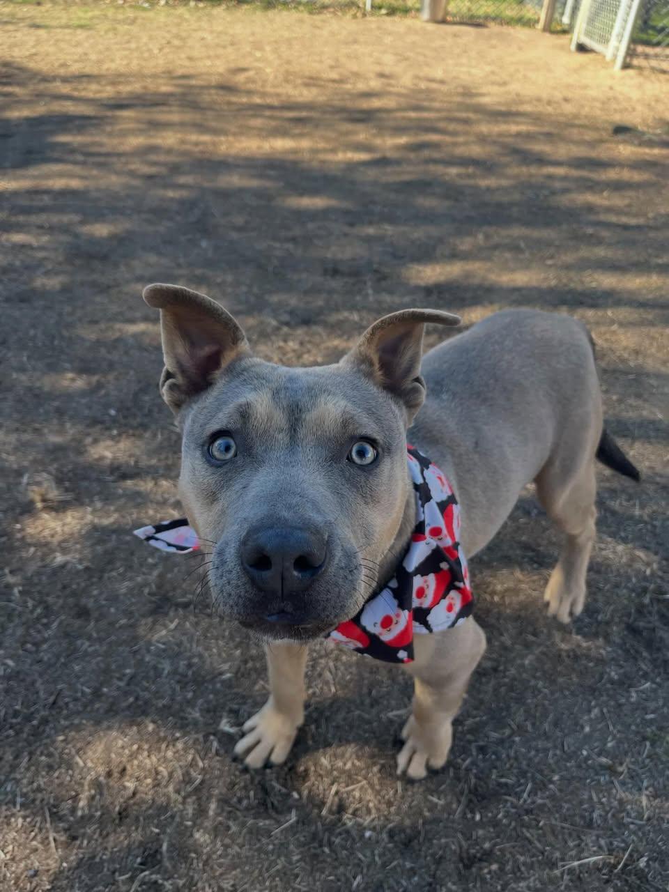 Knob, a ADOPTABLE mixed breed in St. Albans, VT image 2/4