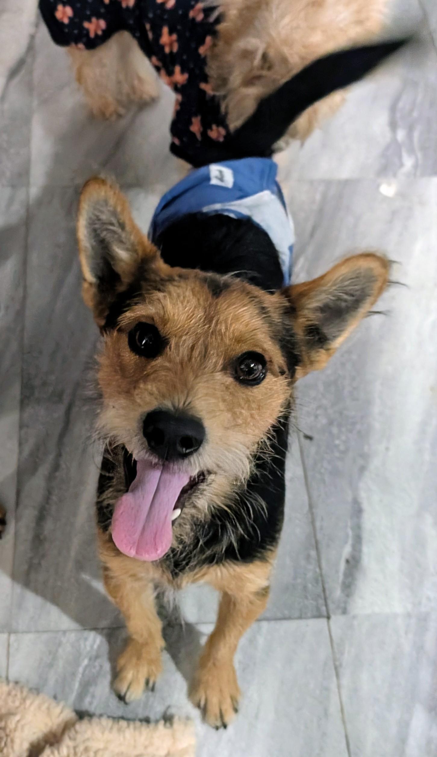 Fatboy, a Adoptable mixed breed in Saint David, AZ image 1/3