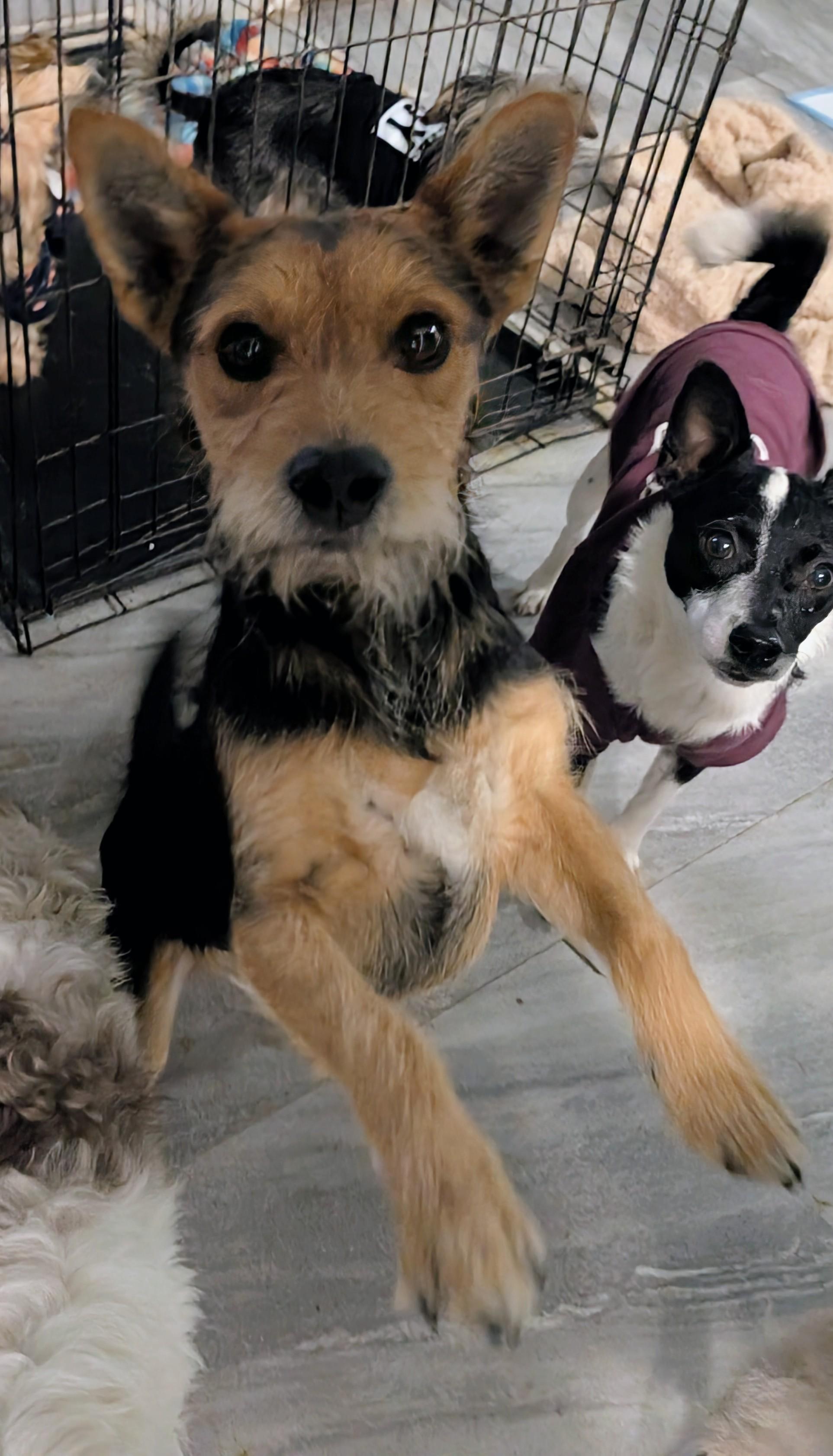 Fatboy, a Adoptable mixed breed in Saint David, AZ image 2/3