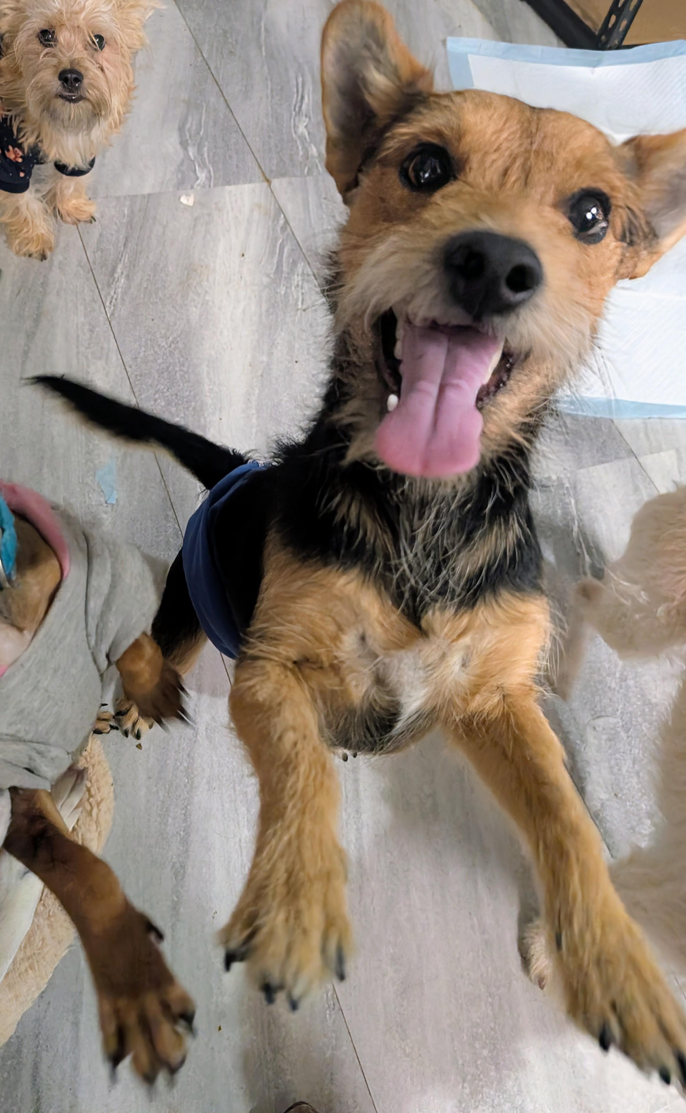 Fatboy, a Adoptable mixed breed in Saint David, AZ image 3/3