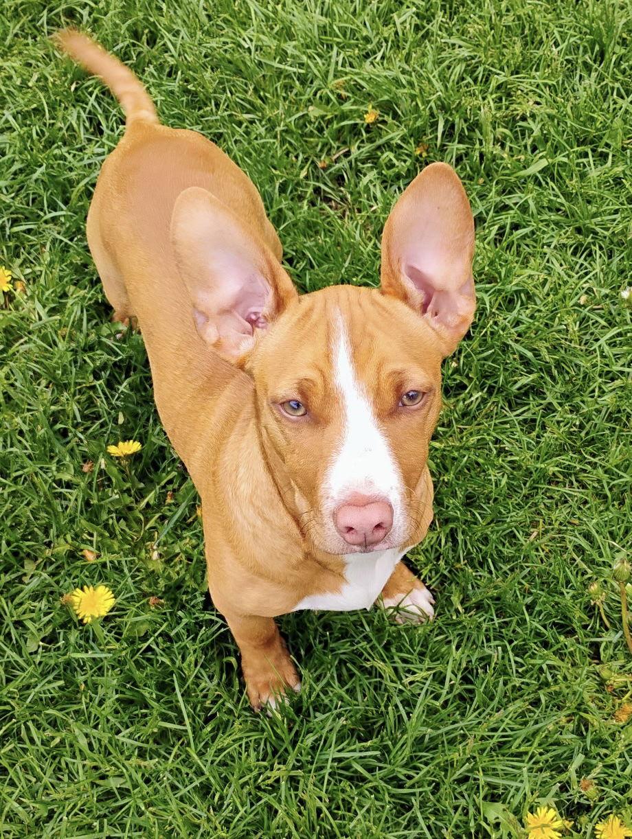 Rolo, Adoptable, Young Male Pit Bull Terrier & Chihuahua.