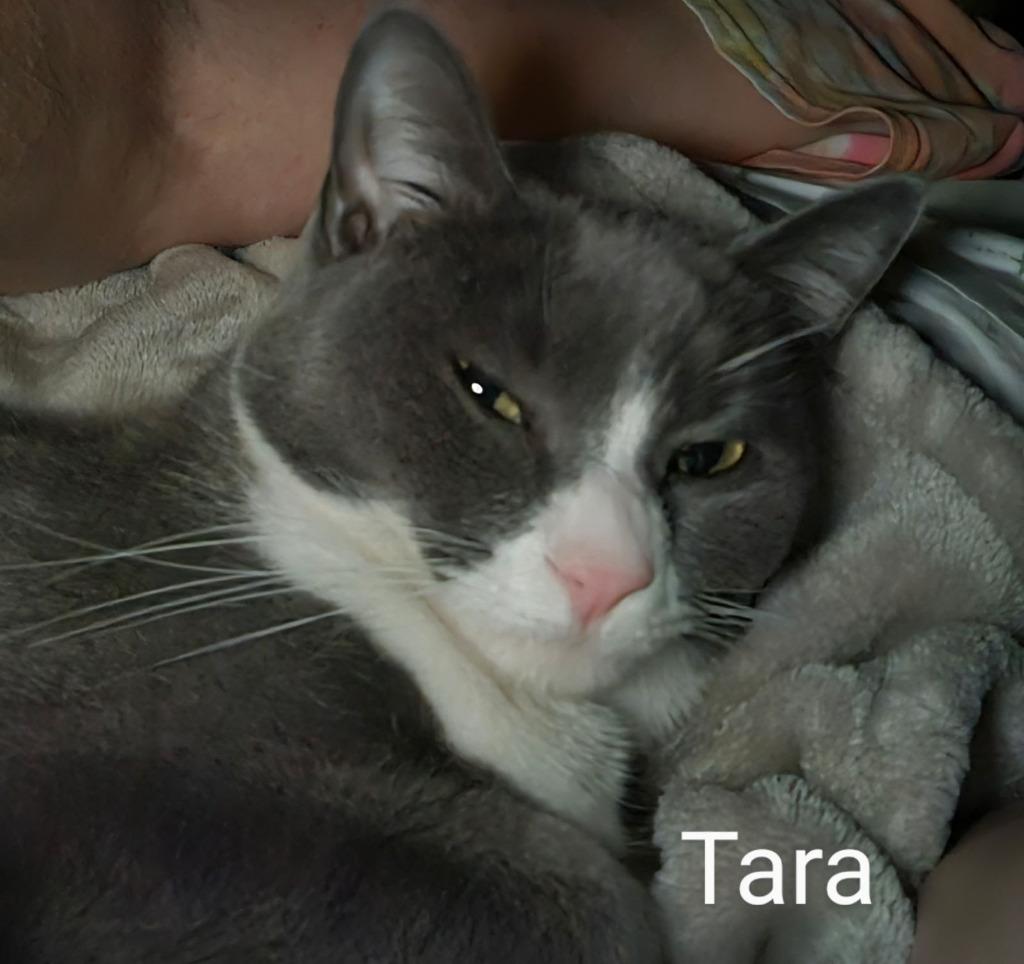 Enlarge Tara, a Adoptable mixed breed in Parkville, MD image 1/6