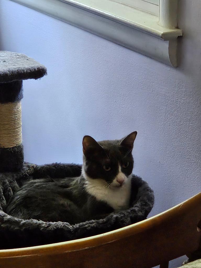 Tara, Adoptable, Adult Female Domestic Short Hair.