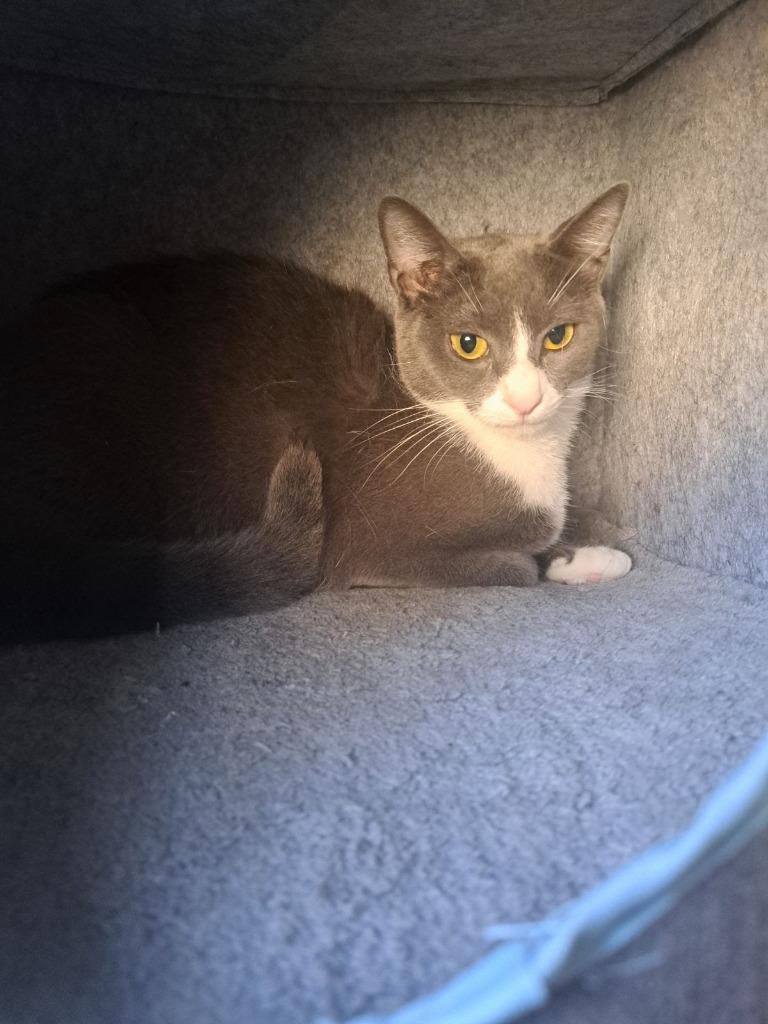 Enlarge Tara, a Adoptable mixed breed in Parkville, MD image 3/6