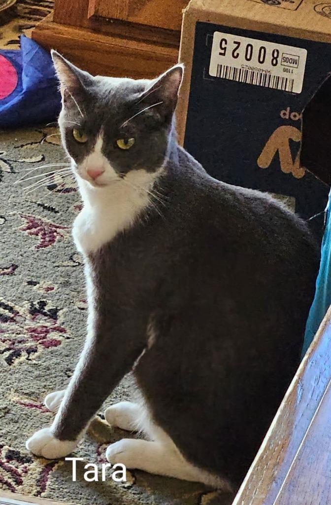 Enlarge Tara, a Adoptable mixed breed in Parkville, MD image 4/6