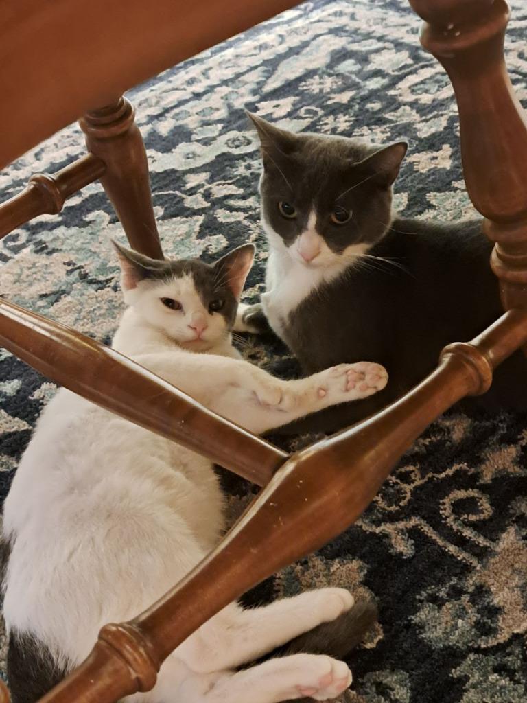 Enlarge Tara, a Adoptable mixed breed in Parkville, MD image 5/6