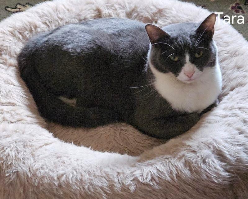 Enlarge Tara, a Adoptable mixed breed in Parkville, MD image 6/6