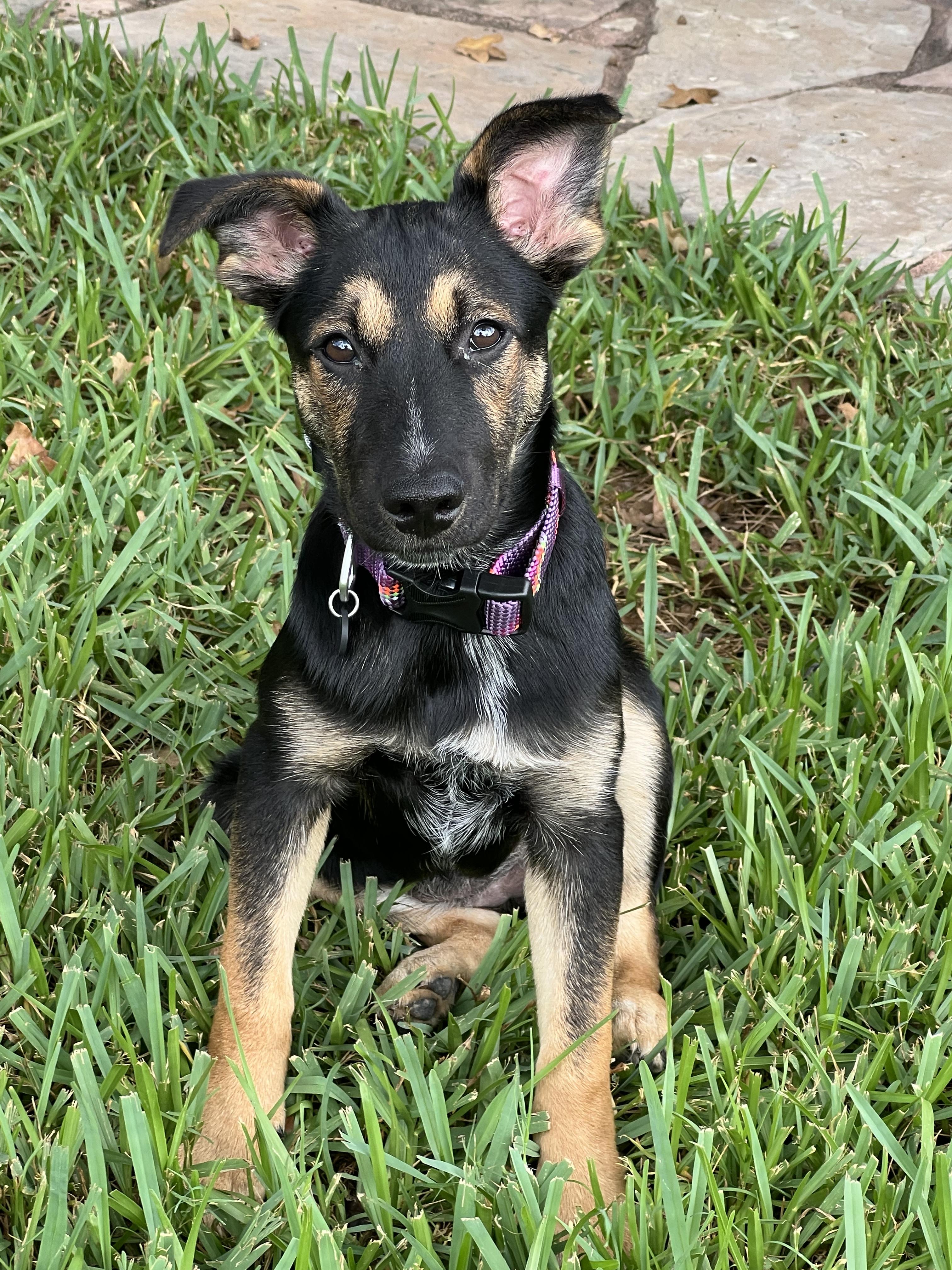 Enlarge Aurora, a Adoptable German Shepherd Dog in Bryan, TX image 3/5