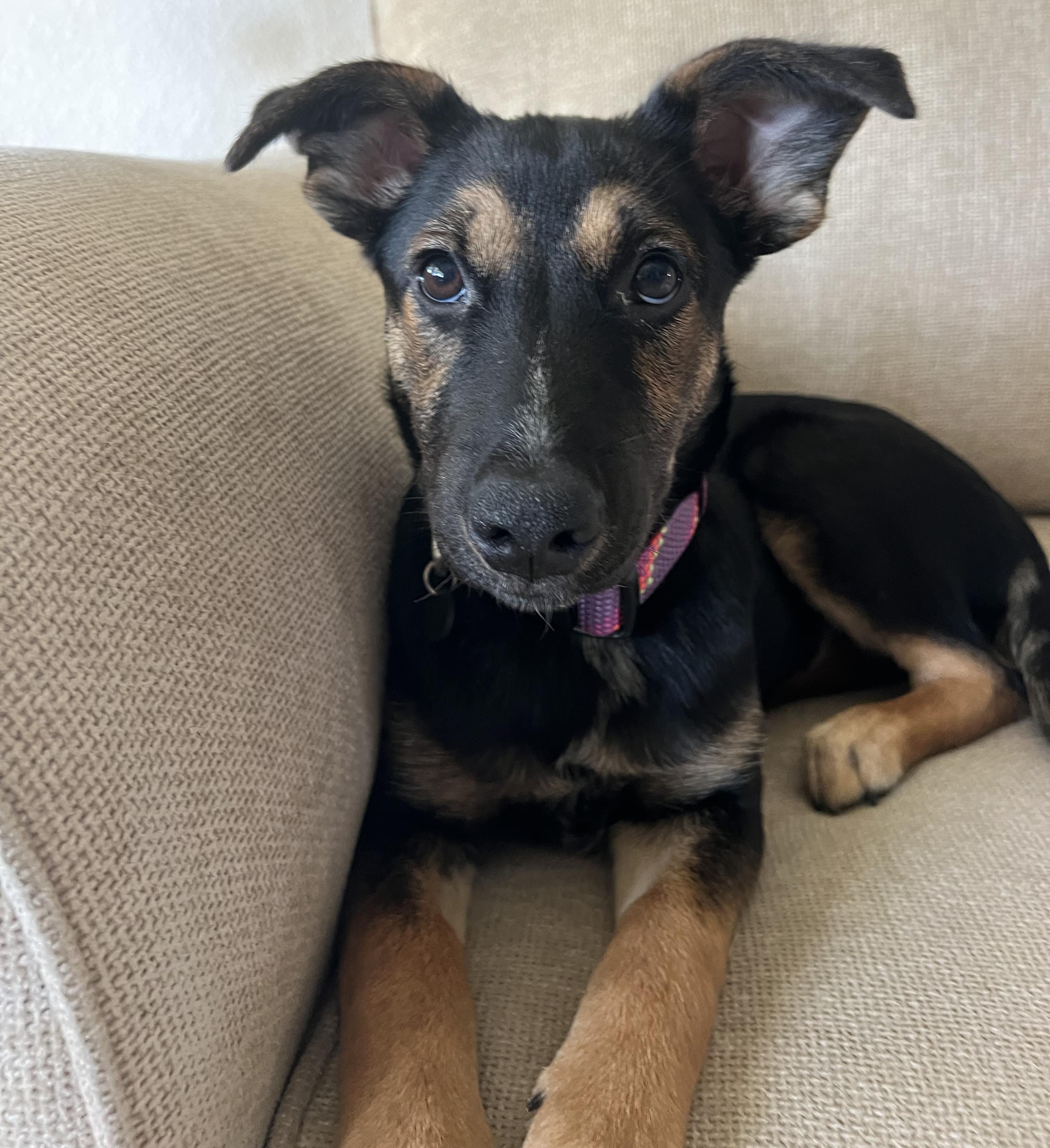 Enlarge Aurora, a Adoptable German Shepherd Dog in Bryan, TX image 4/5