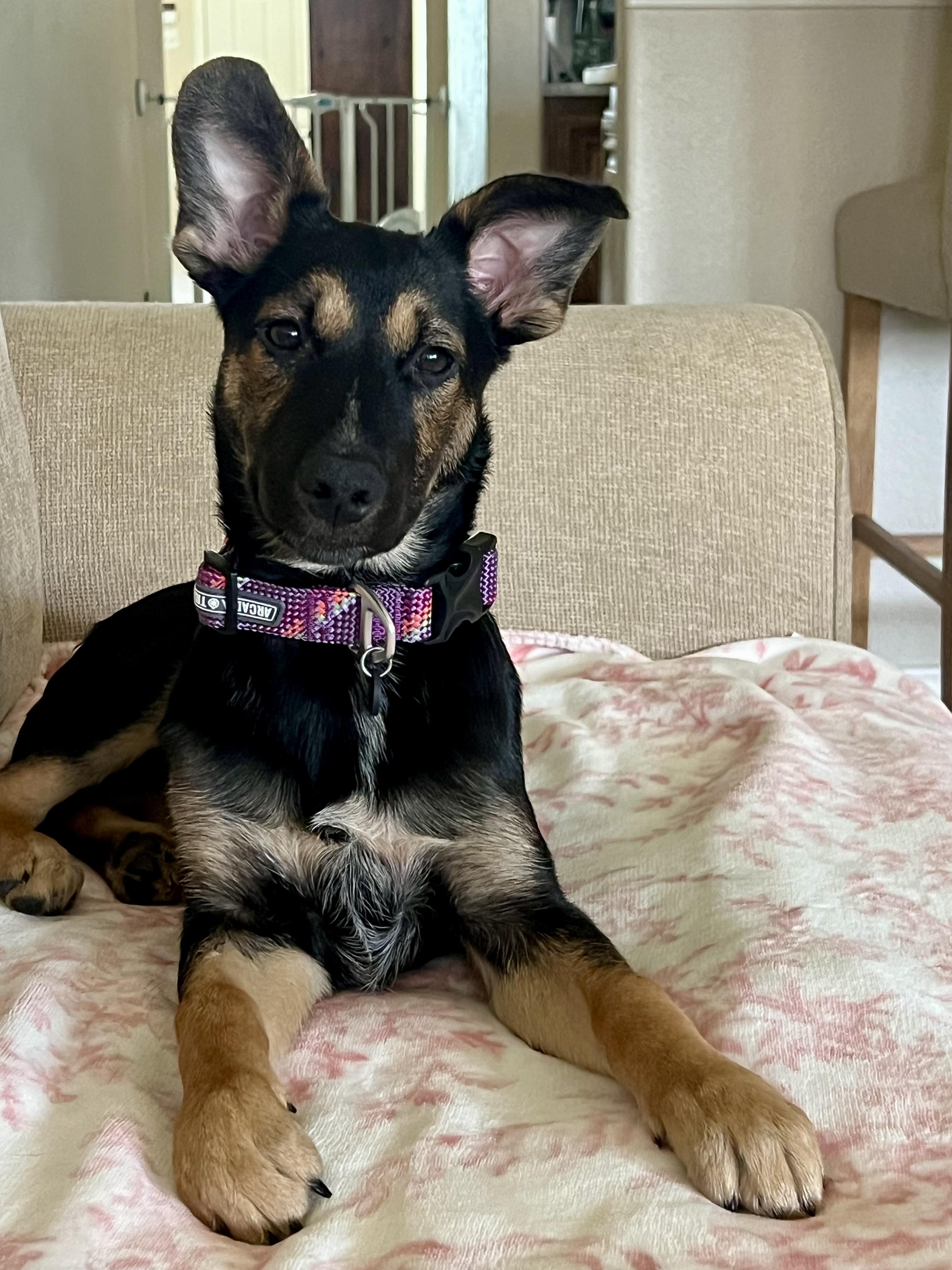 Enlarge Aurora, a Adoptable German Shepherd Dog in Bryan, TX image 5/5