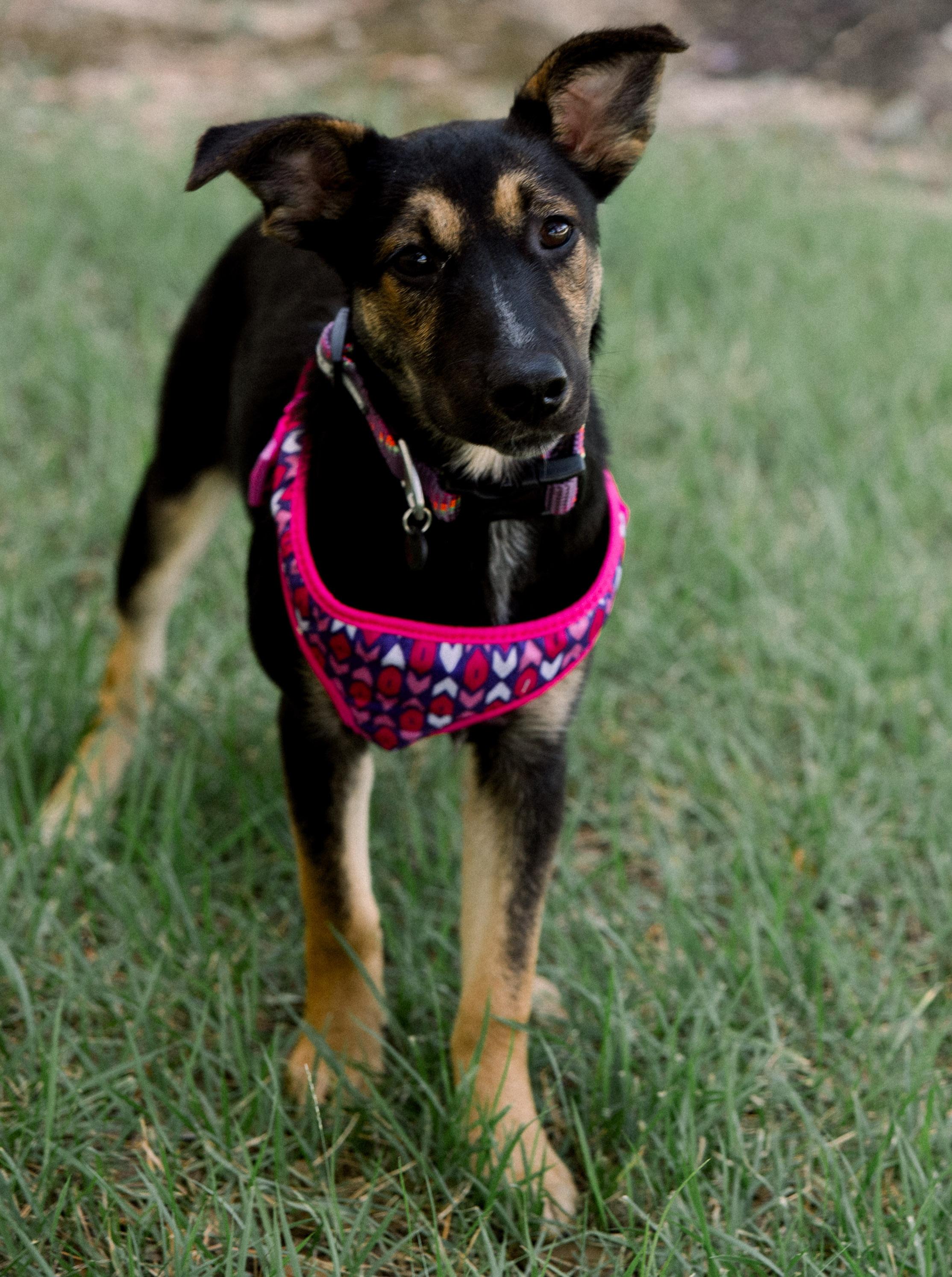 Enlarge Aurora, a Adoptable German Shepherd Dog in Bryan, TX image 2/5