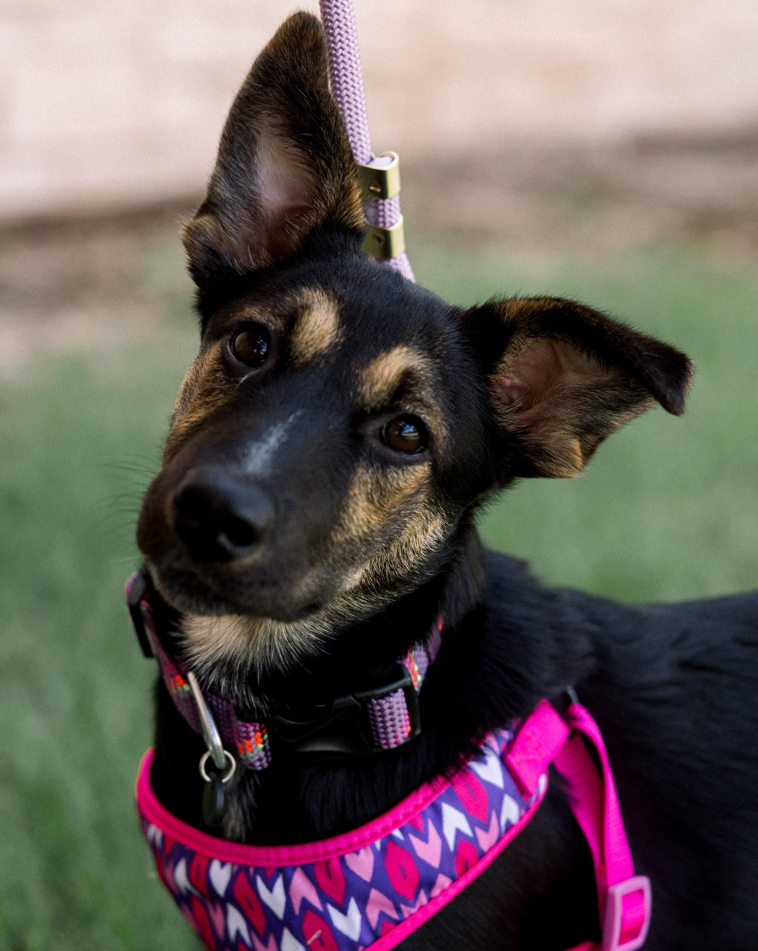 Aurora, Adoptable, Puppy Female German Shepherd Dog.