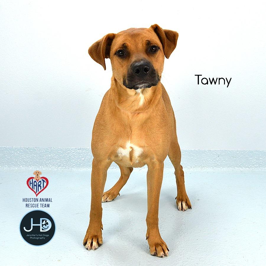 Tawny, a Adoptable mixed breed in Hockley, TX image 1/4
