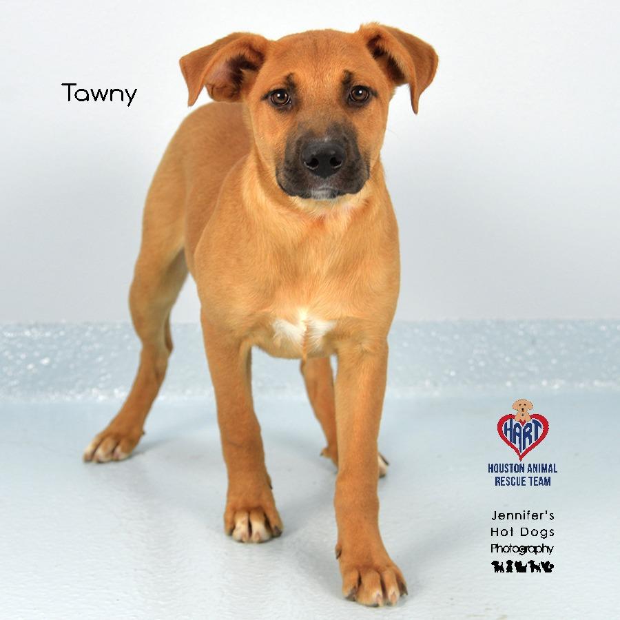 Tawny, a Adoptable mixed breed in Hockley, TX image 2/4