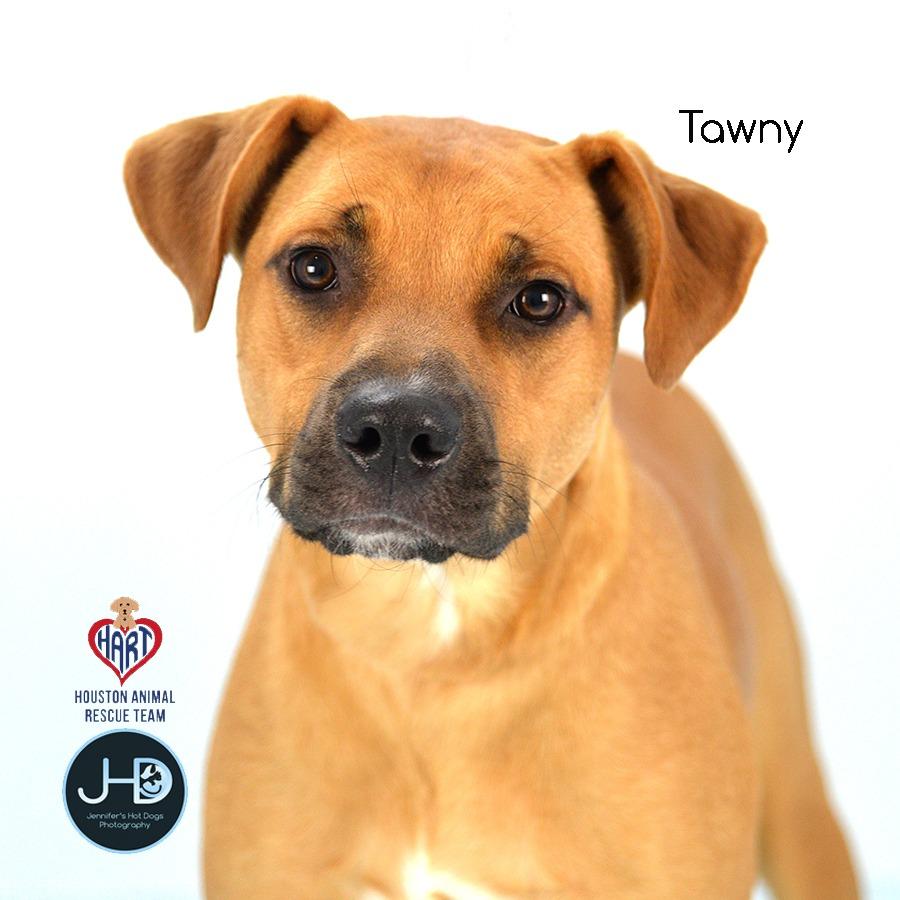 Tawny, a Adoptable mixed breed in Hockley, TX image 3/4