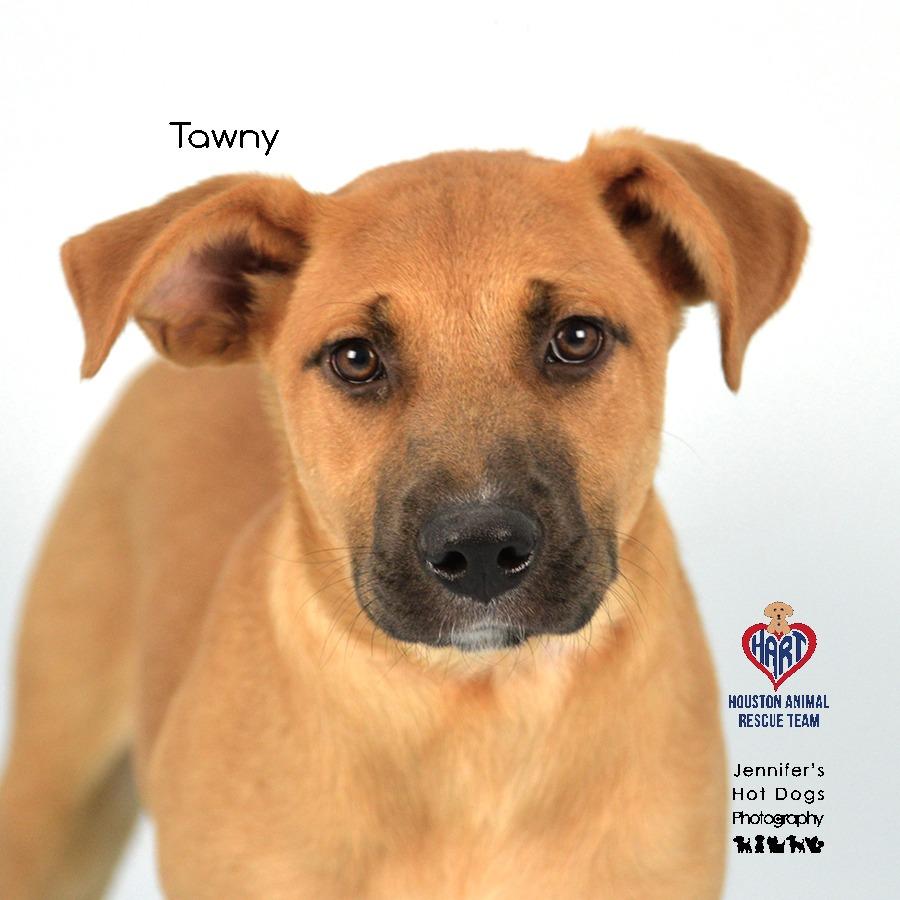 Tawny, a Adoptable mixed breed in Hockley, TX image 4/4