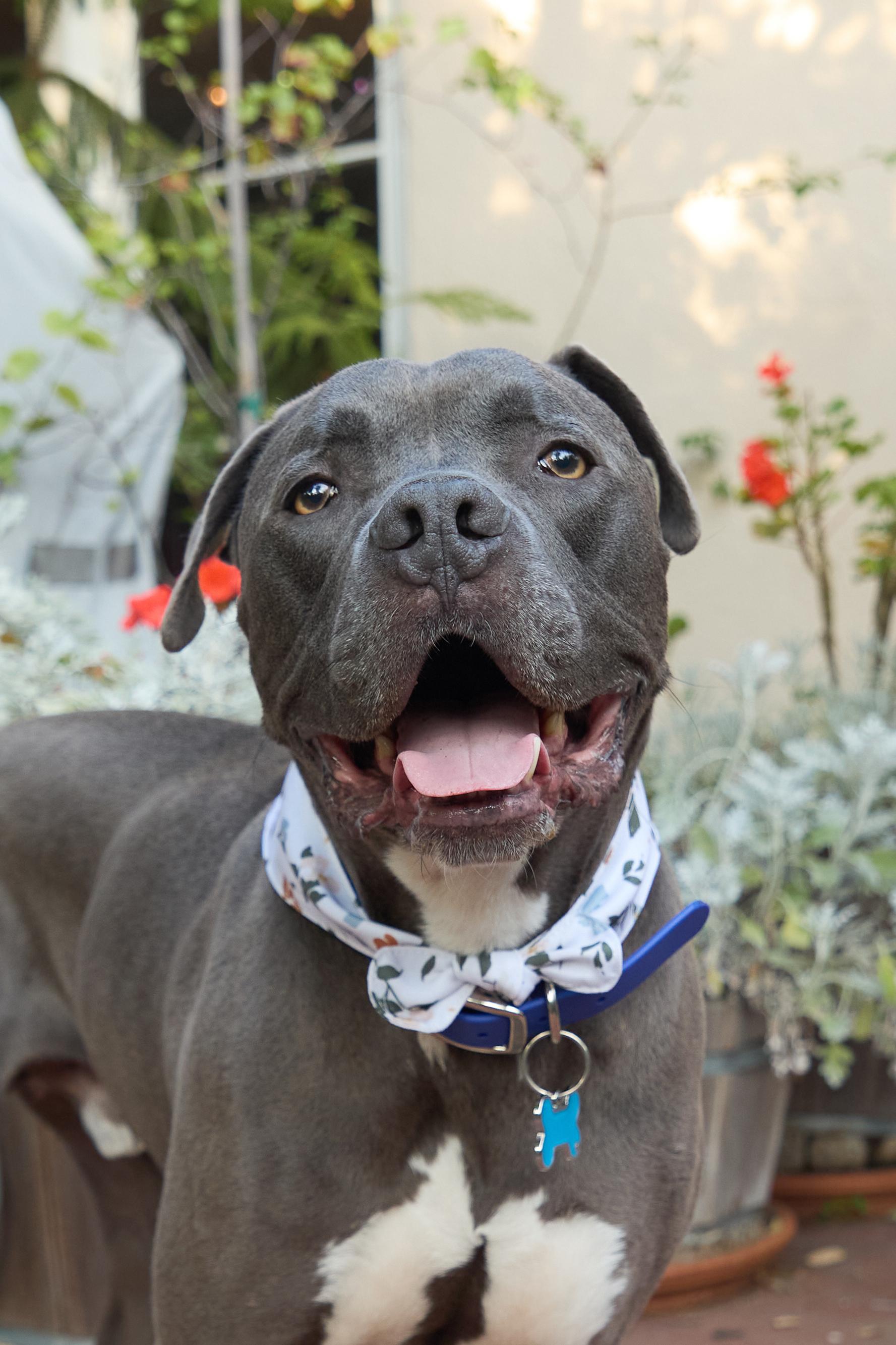 Baloo, a Adoptable mixed breed in La Quinta , CA image 5/6